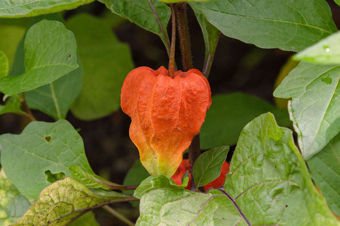 Planta lanterna chinesa com vagem de semente de papel laranja pendurada em close-up