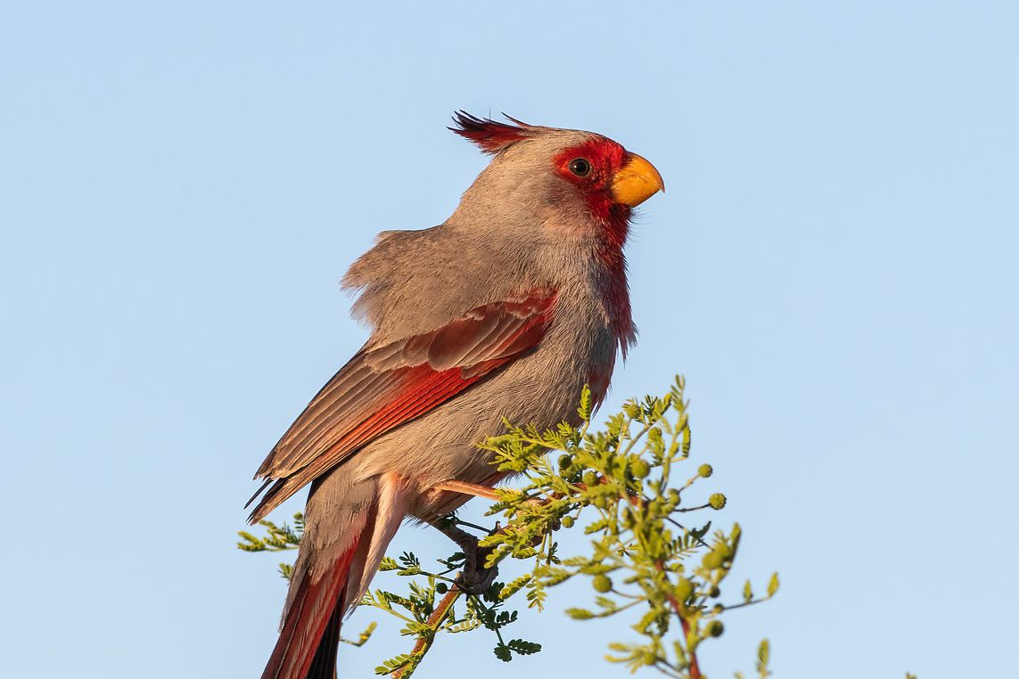 Brauner und roter Vogel mit Kamm auf einem Ast sitzend