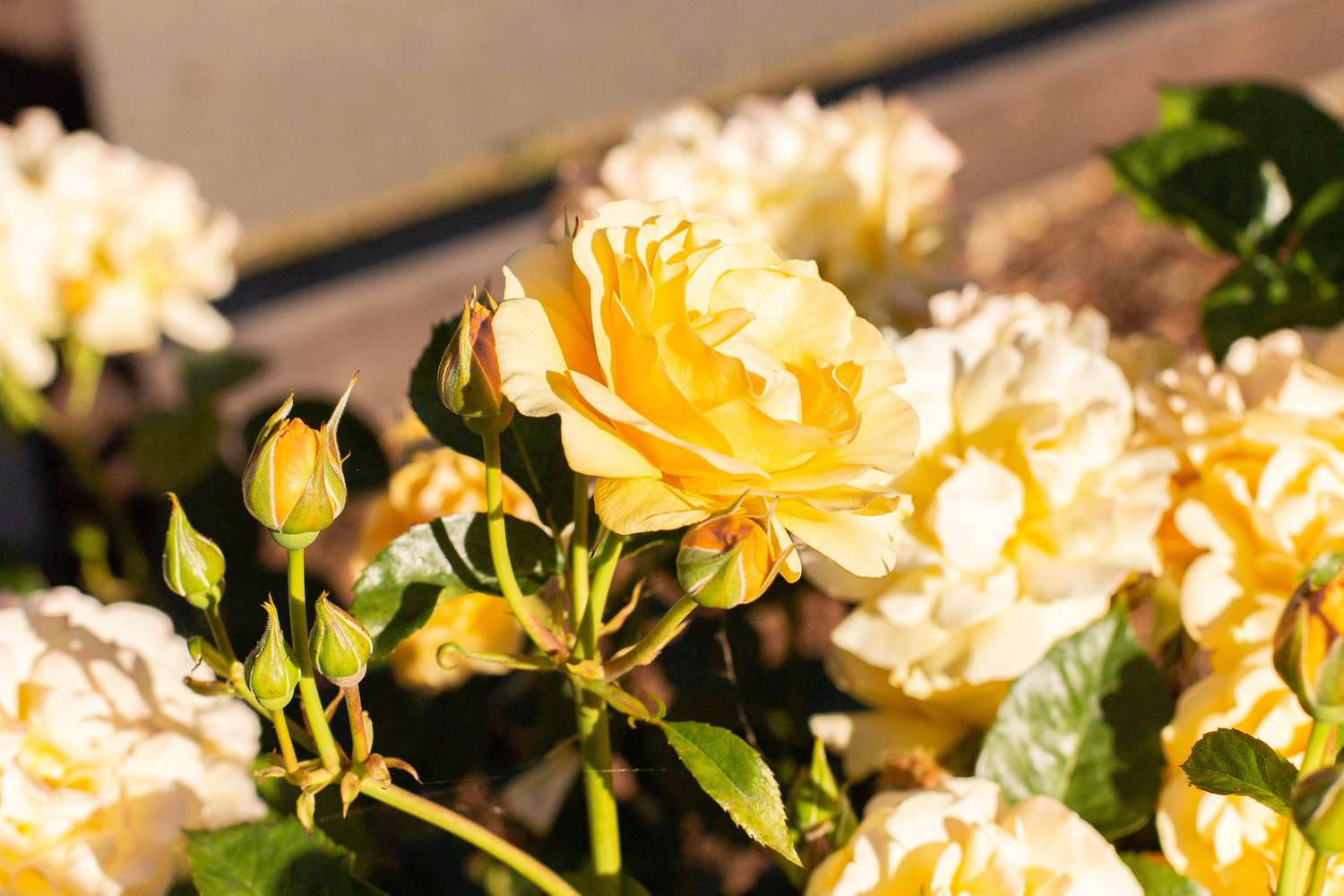 Julia Child Rosen mit gelben Blütenblättern und Knospen am Stiel im Sonnenlicht