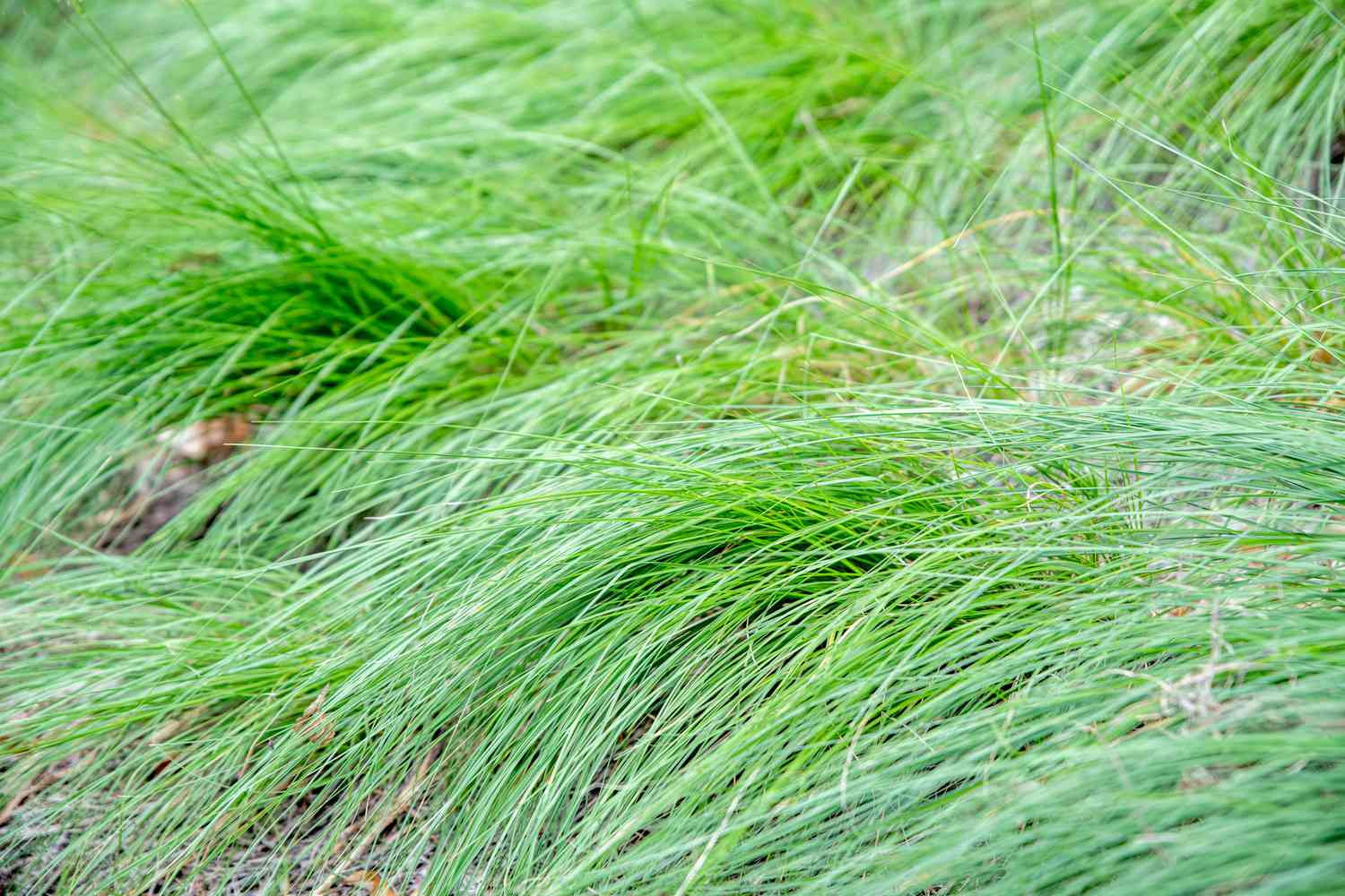 Präriestrauchgras mit dünnen, glänzend-grünen Halmen in dichten Büscheln, die sich bis zum Boden wölben