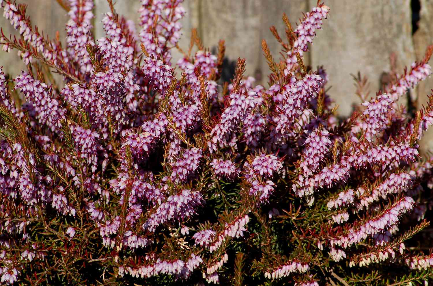 Plante de bruyère d'hiver avec de petites grappes de fleurs rose pâle sur des tiges rouge-orange