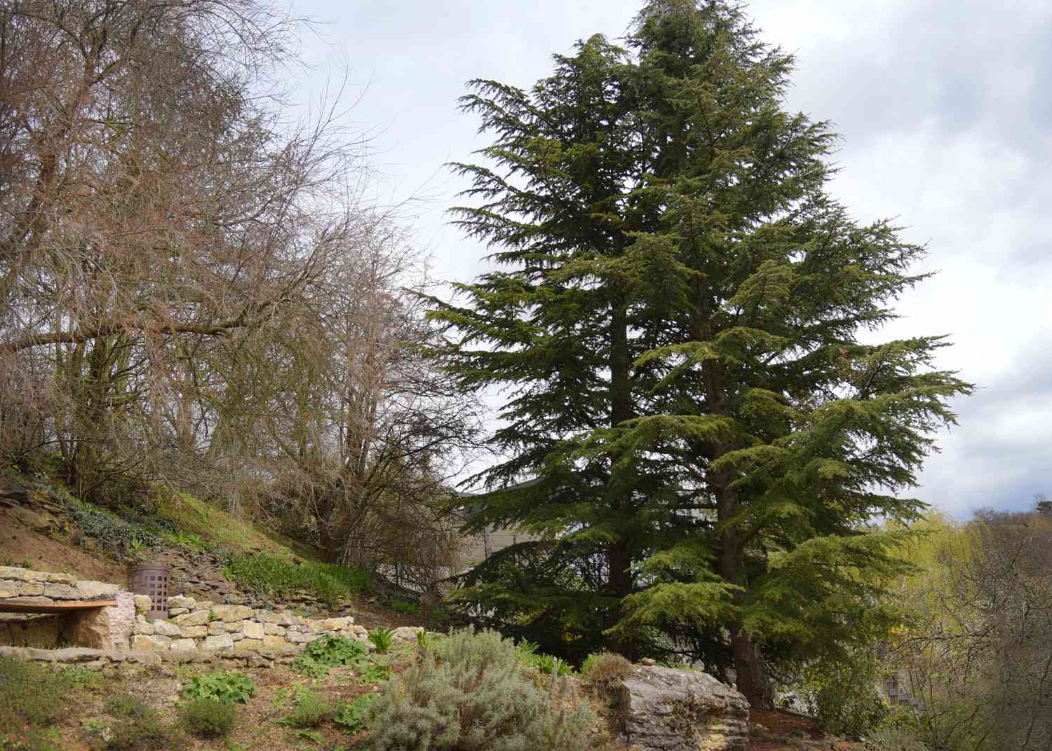 Como cultivar e cuidar de uma árvore de cedro do Líbano