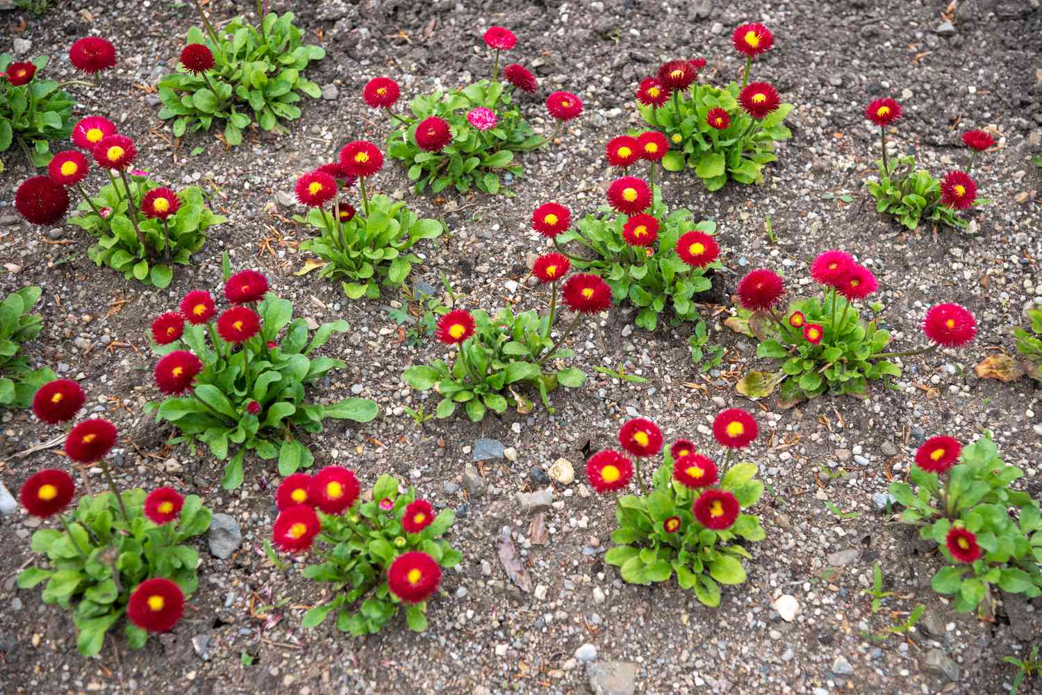 Englische Gänseblümchenblüten mit roten Strahlenblättern, die gelbe Zentren umgeben, auf Kiesboden