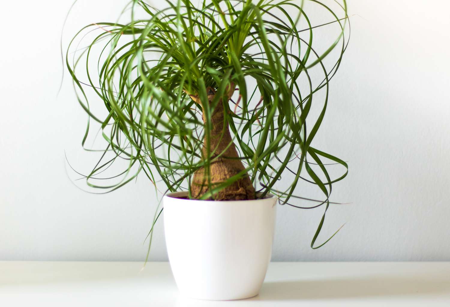 ponytail palm