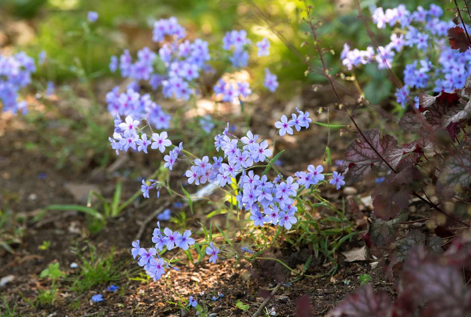 Waldphlox-Pflanze mit hellvioletten Blütentrauben in Erde und Grasfläche