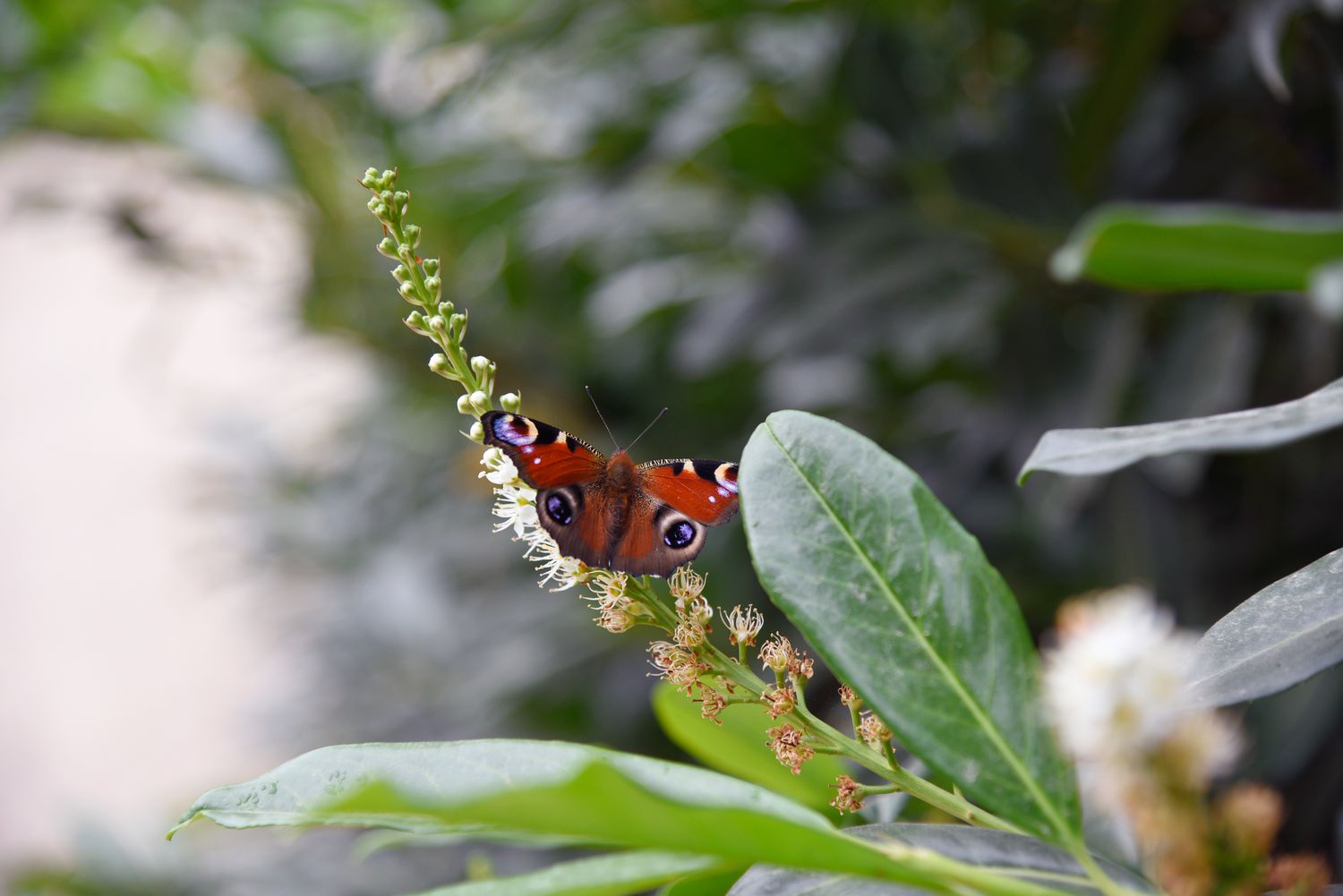 Zweig des Kirschlorbeerstrauchs mit weißen Blütenähren und rotem Schmetterling an der Spitze in Nahaufnahme