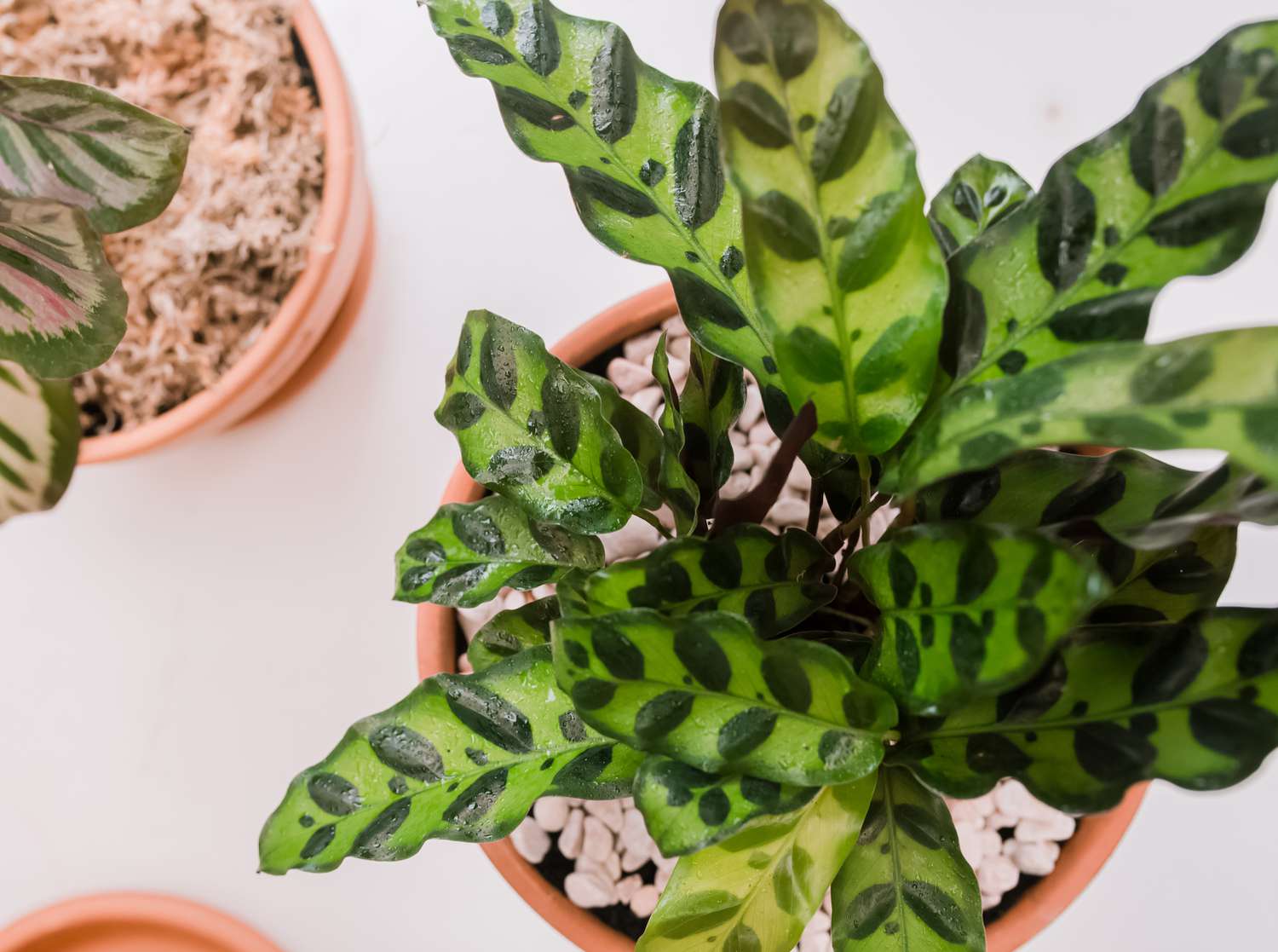 calathea von oben