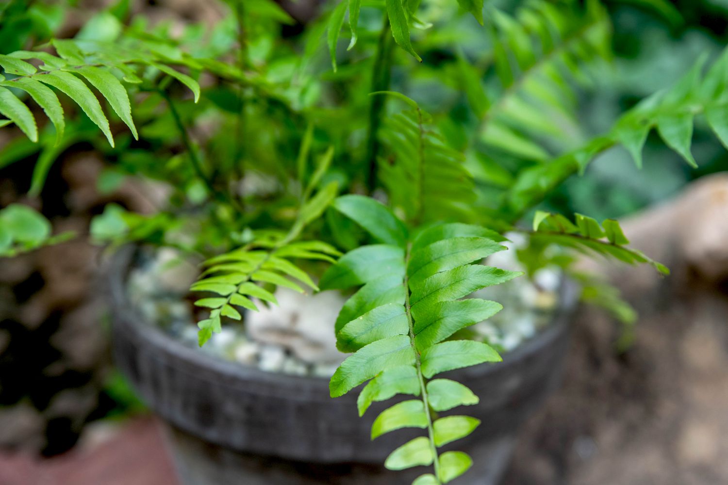 Macho fern plant with bright green fronds in pot with small rocks closeup