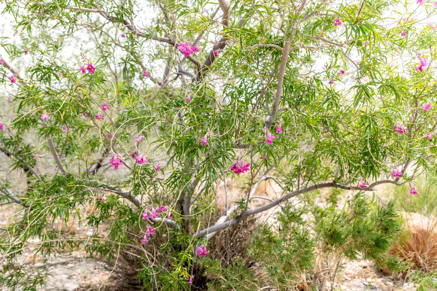 Wüstenweidenbaum mit kleinen rosa Blüten an dünnen drahtigen Ästen