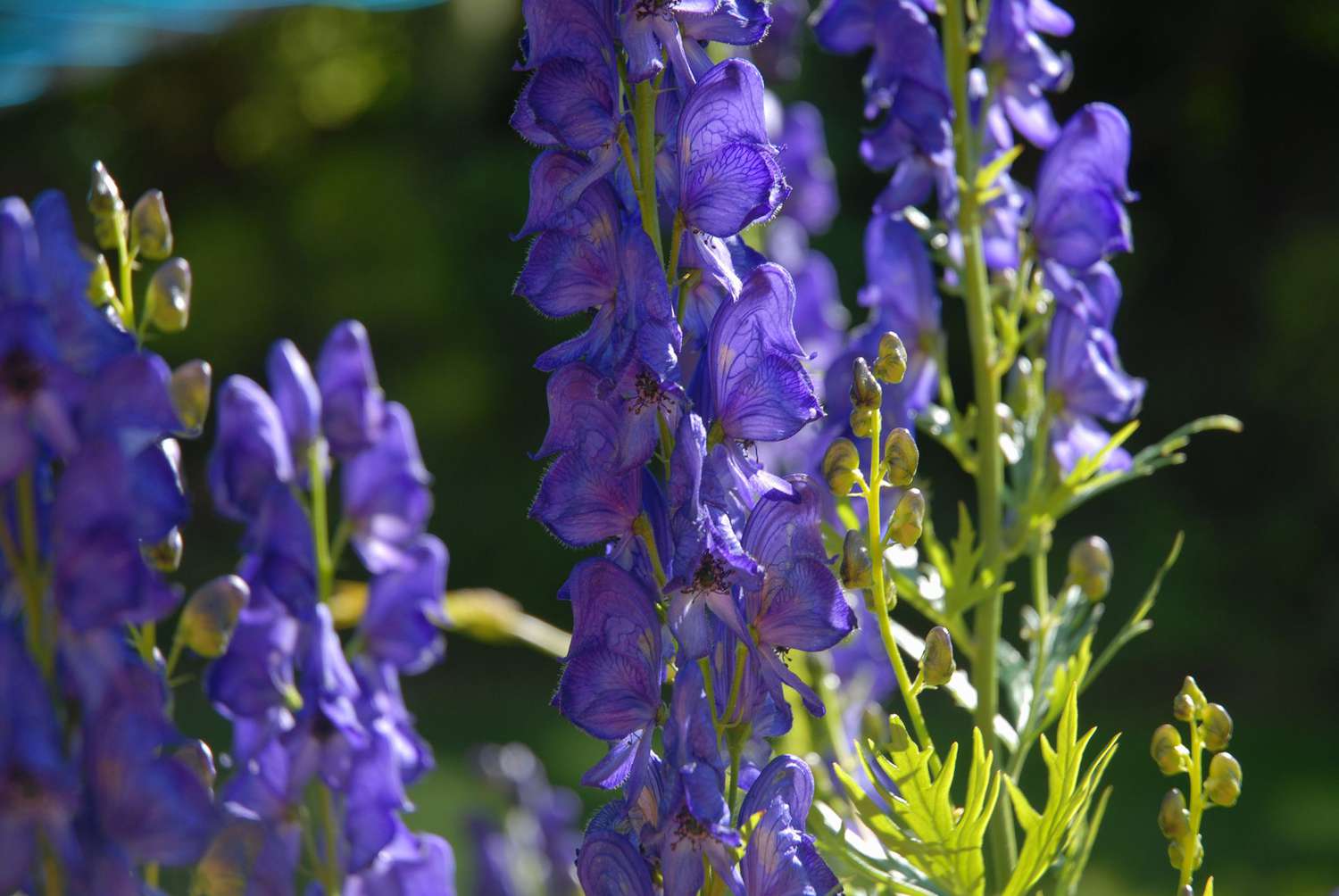 monk's hood flowers