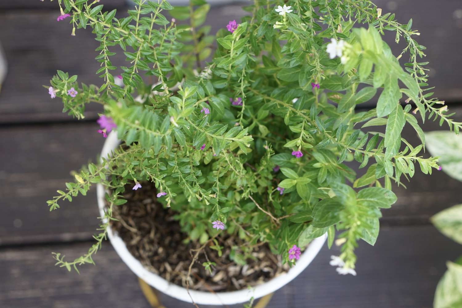 Mexikanische Heidekraut-Topfpflanze mit winzigen weißen und rosa Blüten an dichten Stängeln