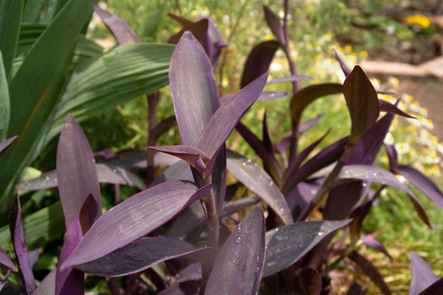 Purple heart plant with royal purple leaves in garden 