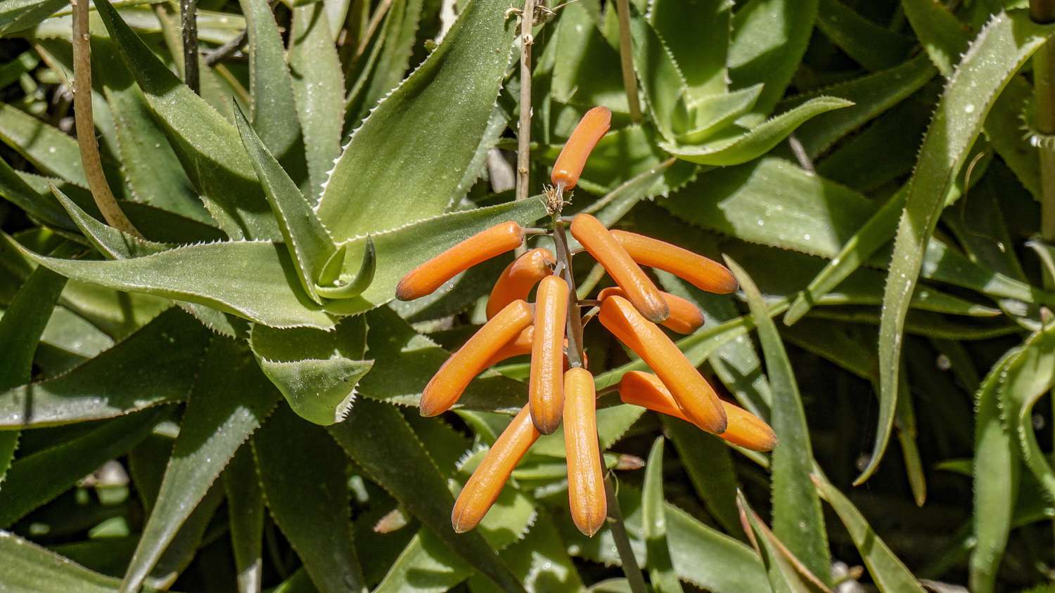 Orangefarbene Blüte einer Aloe Ciliaris Pflanze in Nahaufnahme