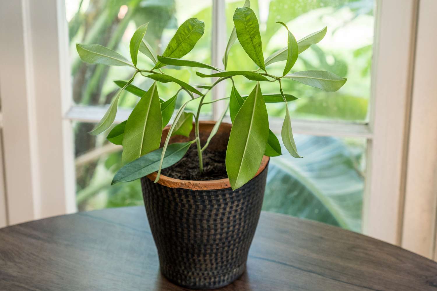 Yerba-Mate-Pflanze mit großen länglichen Blättern in schwarz-orangem Topf