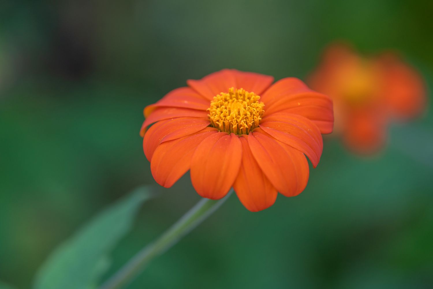 Mexikanische Sonnenblume mit kleinen orangefarbenen Blütenblättern, die die gelbe Mitte umgeben, Nahaufnahme