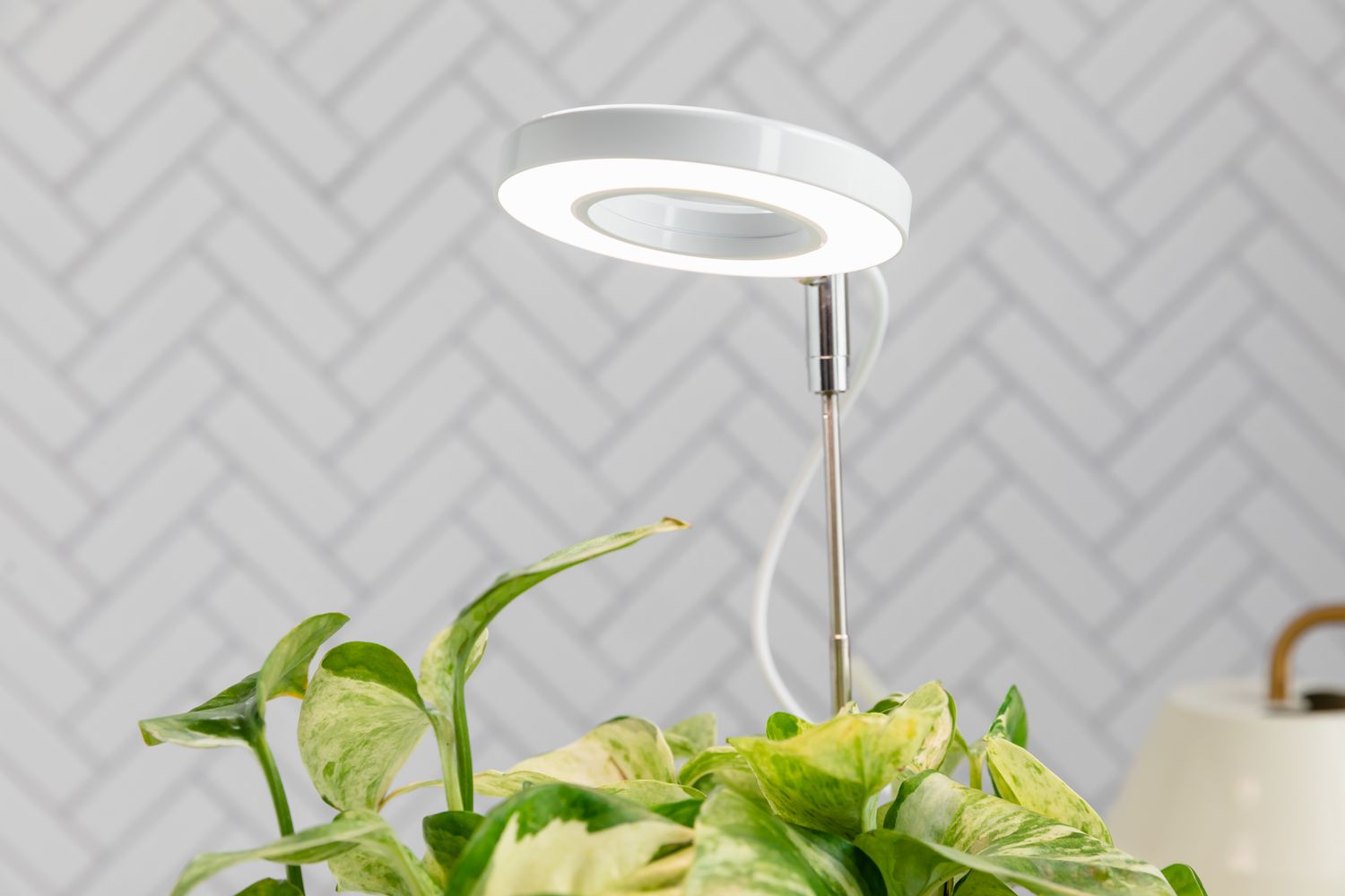Circular grow light hovering above variegated pothos plant