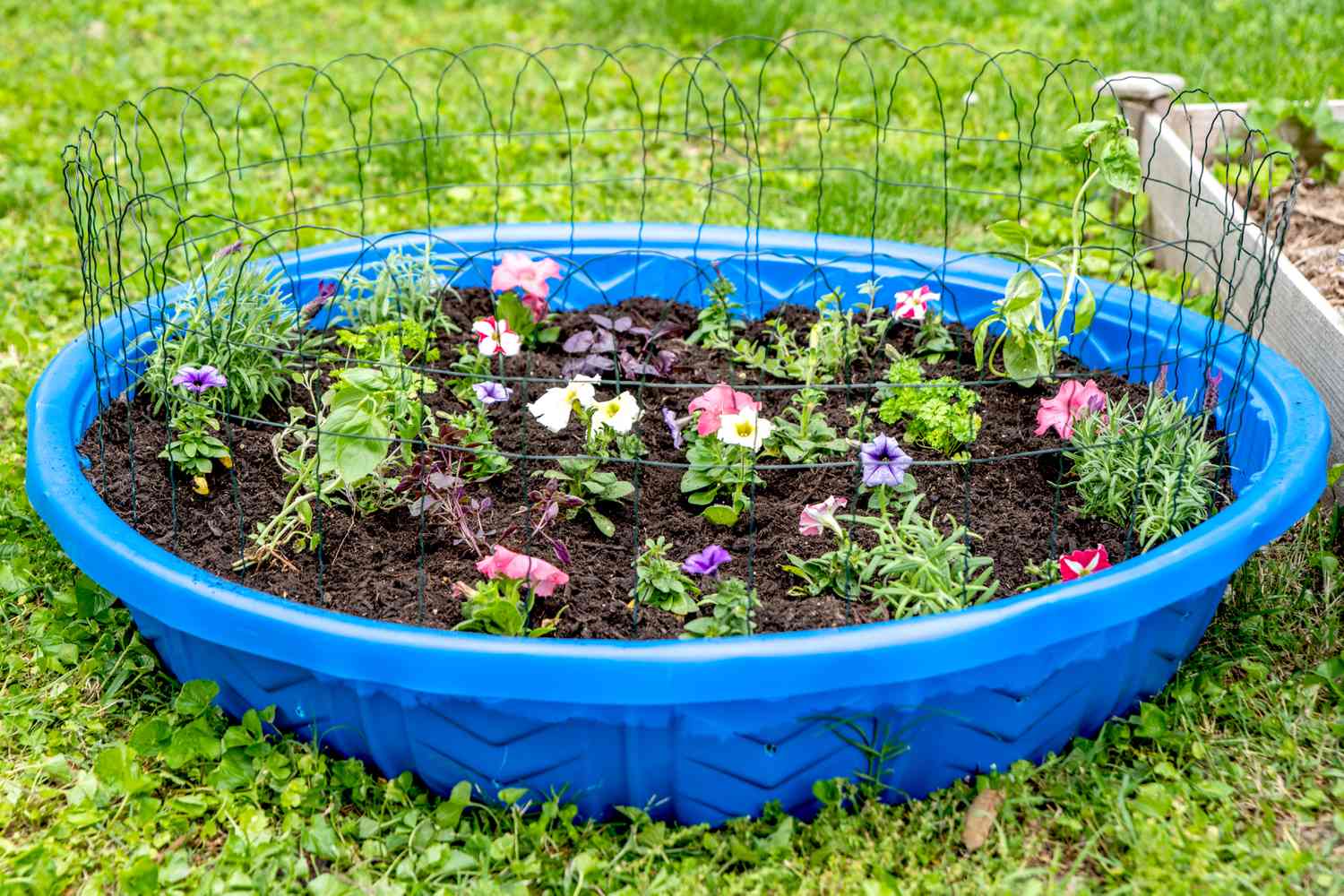 Petit jardin planté dans une piscine pour enfants de couleur bleue avec des protections en fil de fer tout autour
