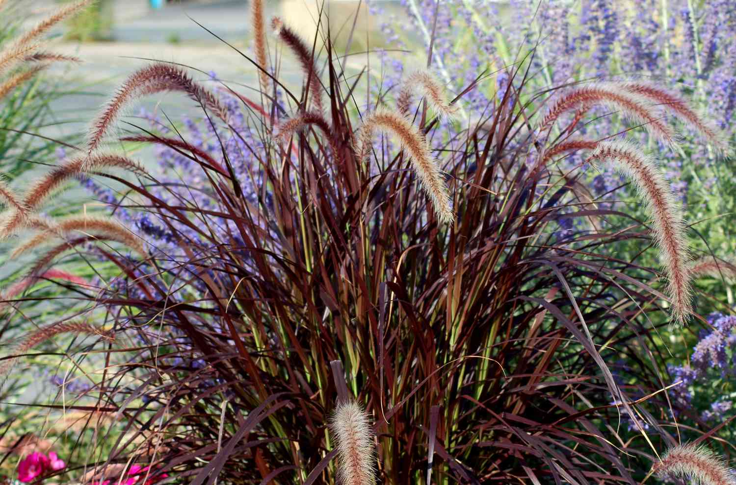 purple fountain grass and lavender