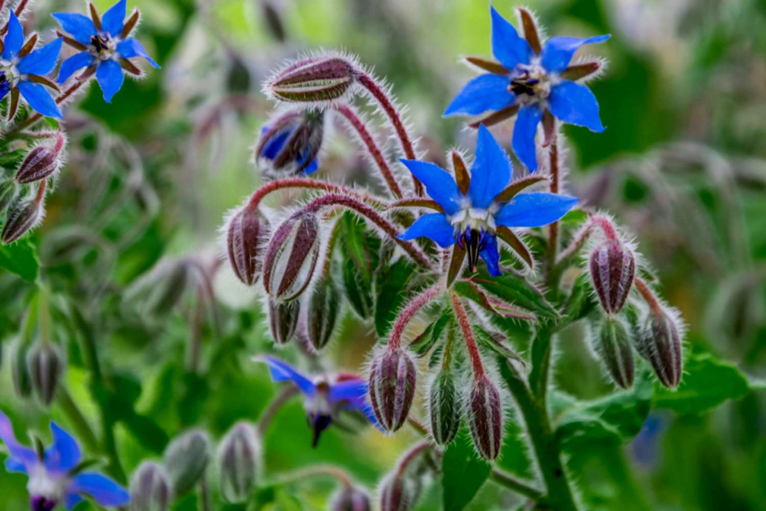 Borretschpflanze mit lila Knospen und zwei blauen Blüten am Stiel