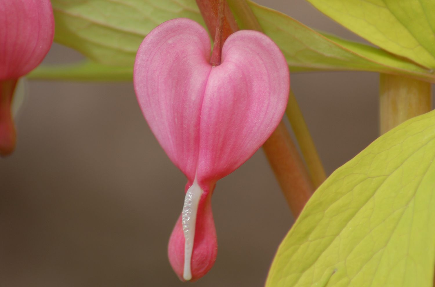 blutende herzblume 