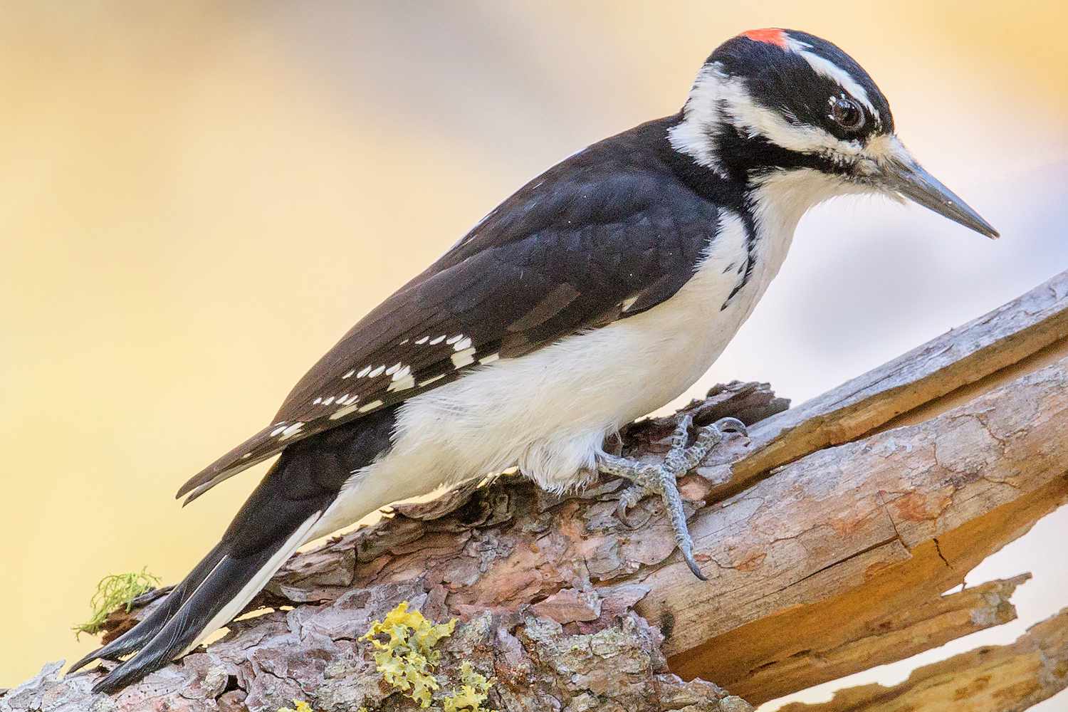 Pájaro carpintero peludo