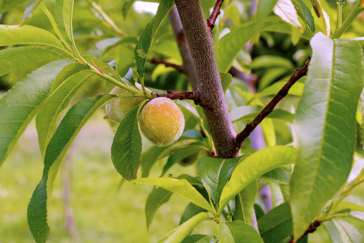 Kleine Pfirsichfrüchte hängen an einem Pfirsichbaumzweig mit großen Blättern