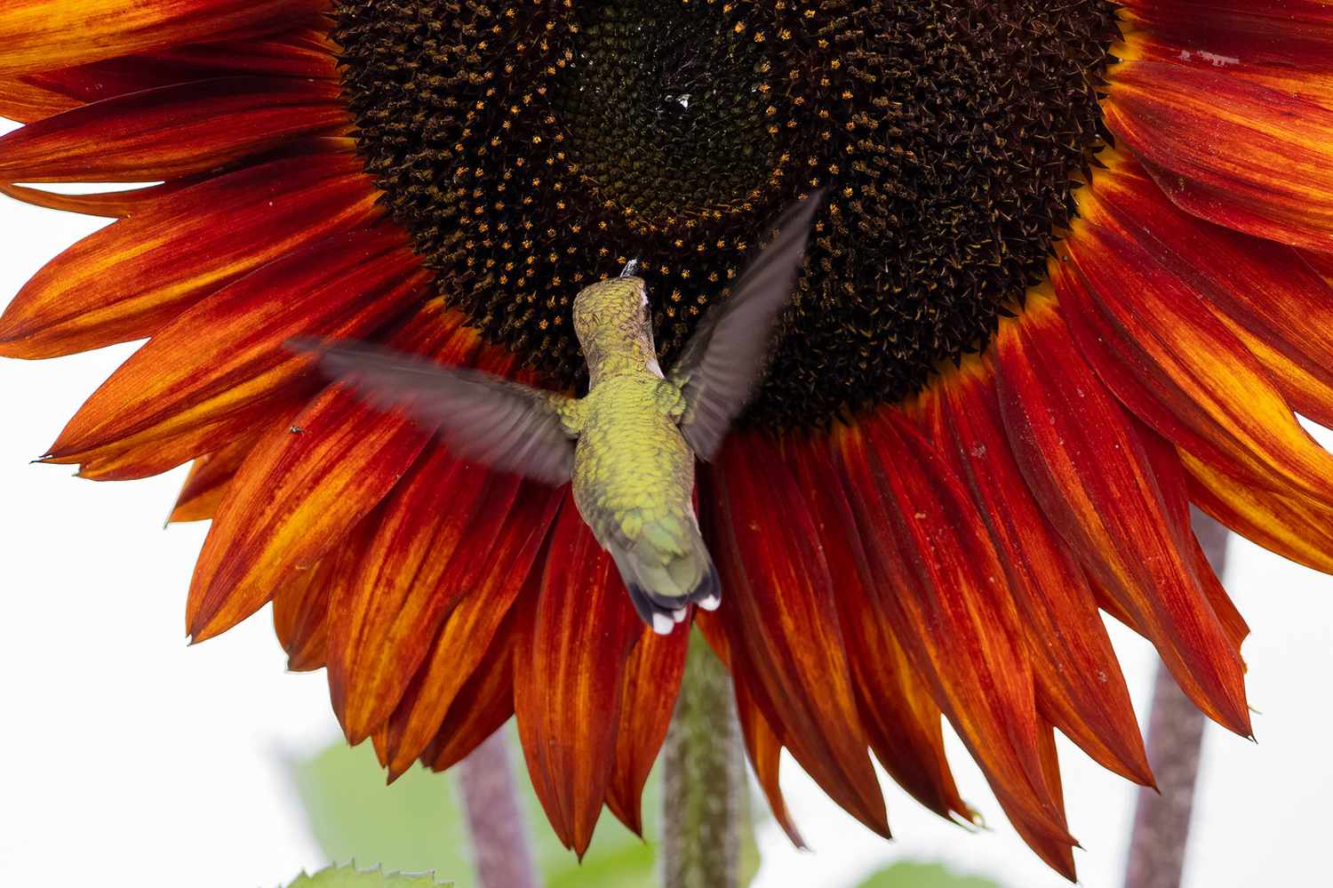 Colibrí verde claro volando y comiendo delante de un girasol rojo