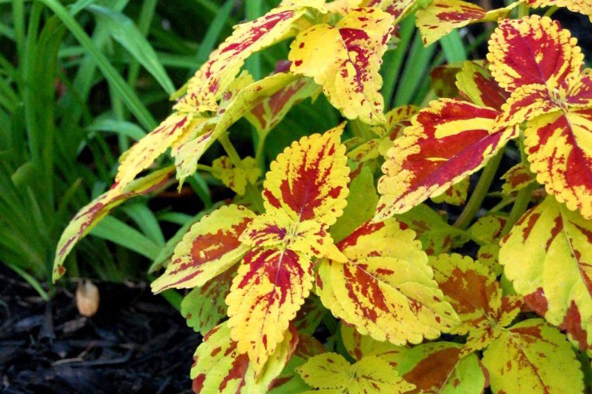 coleus Blätter