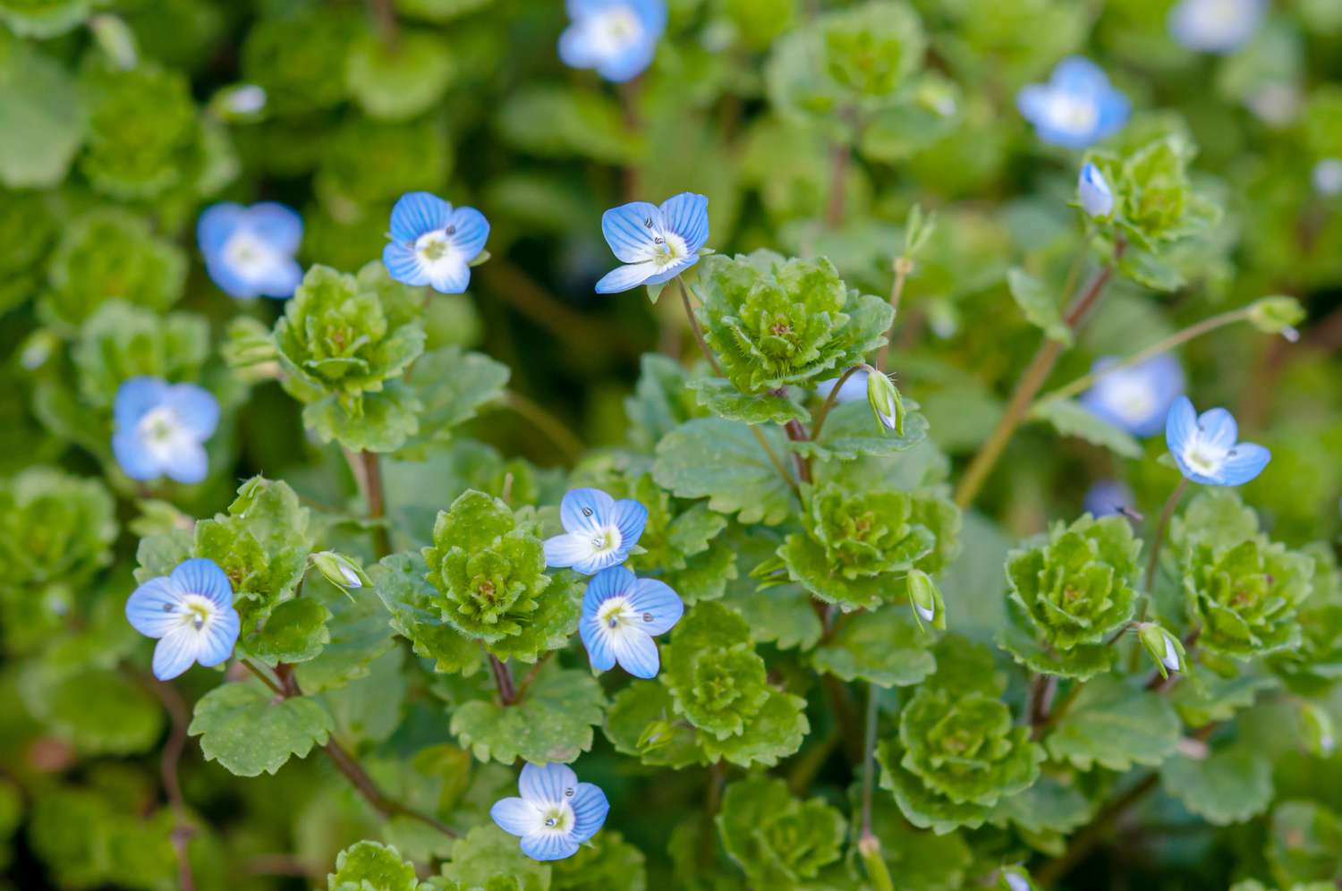 Kriechender Ehrenpreis mit kleinen blauen Blüten und schalenförmigen Blättern