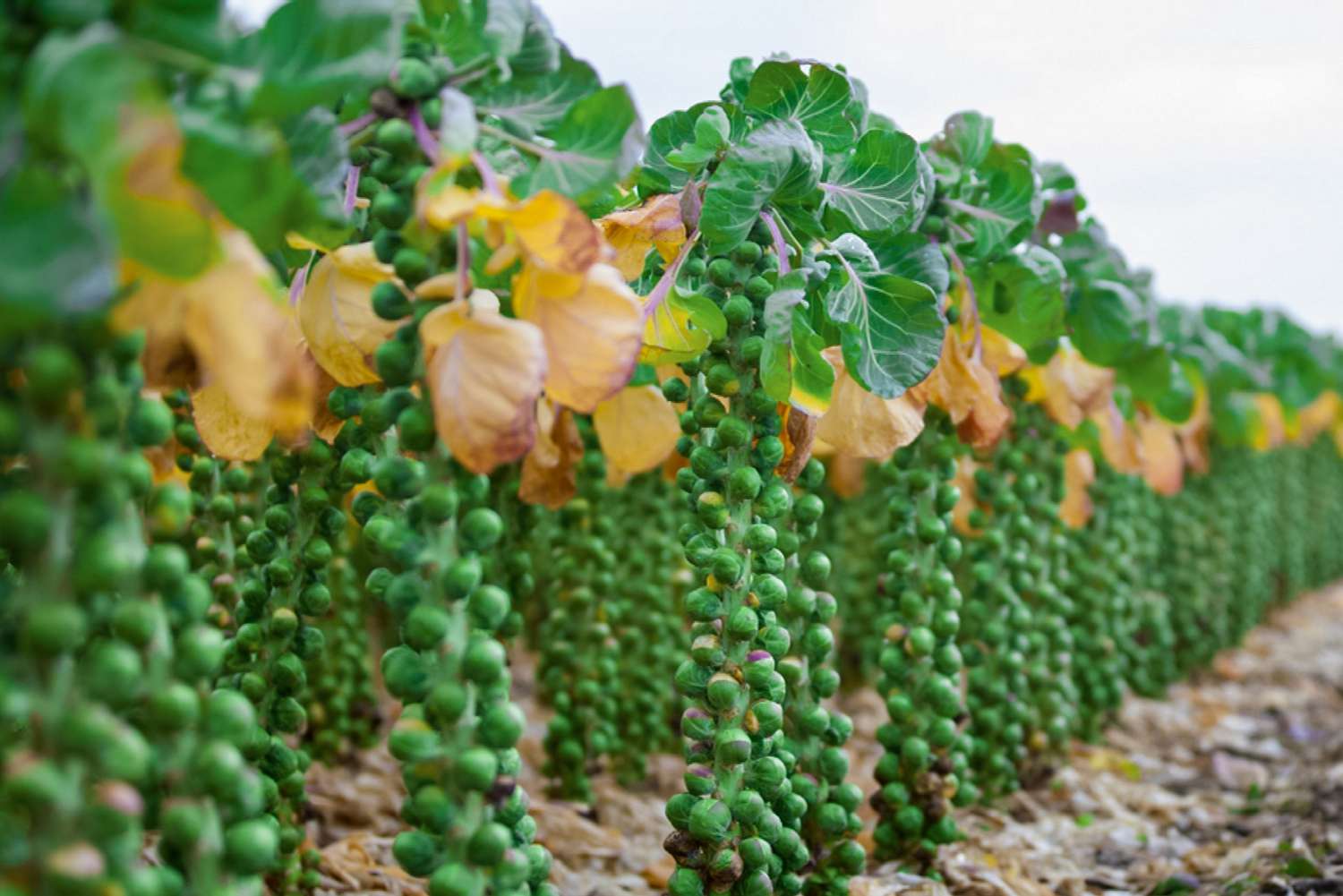 brussels sprouts stalks