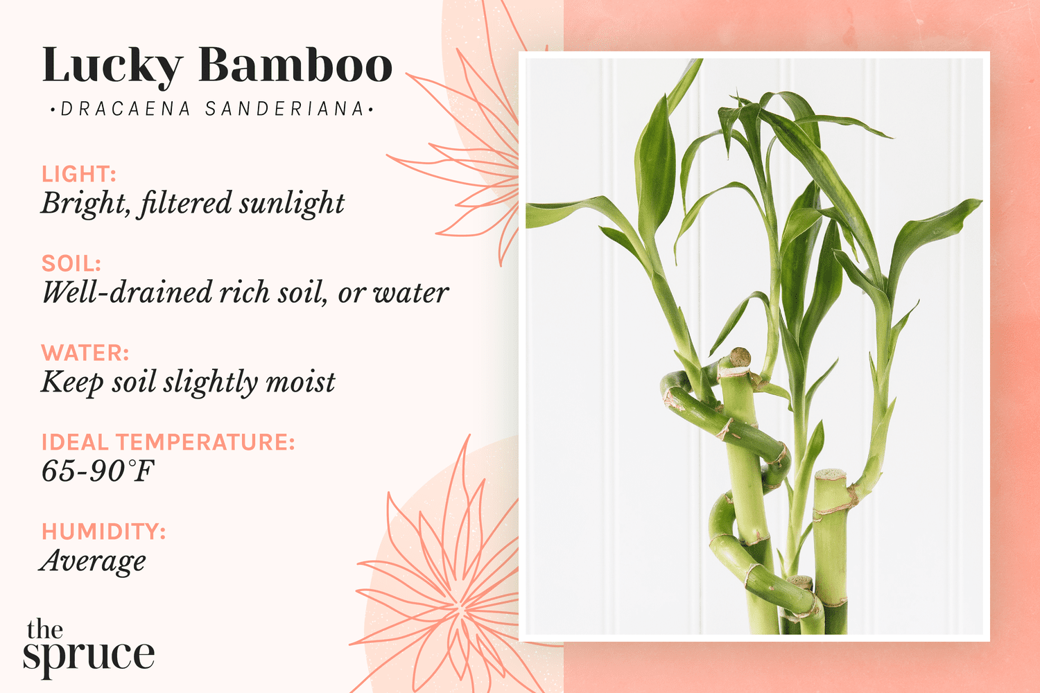 Guia de cuidados com a planta bambu da sorte