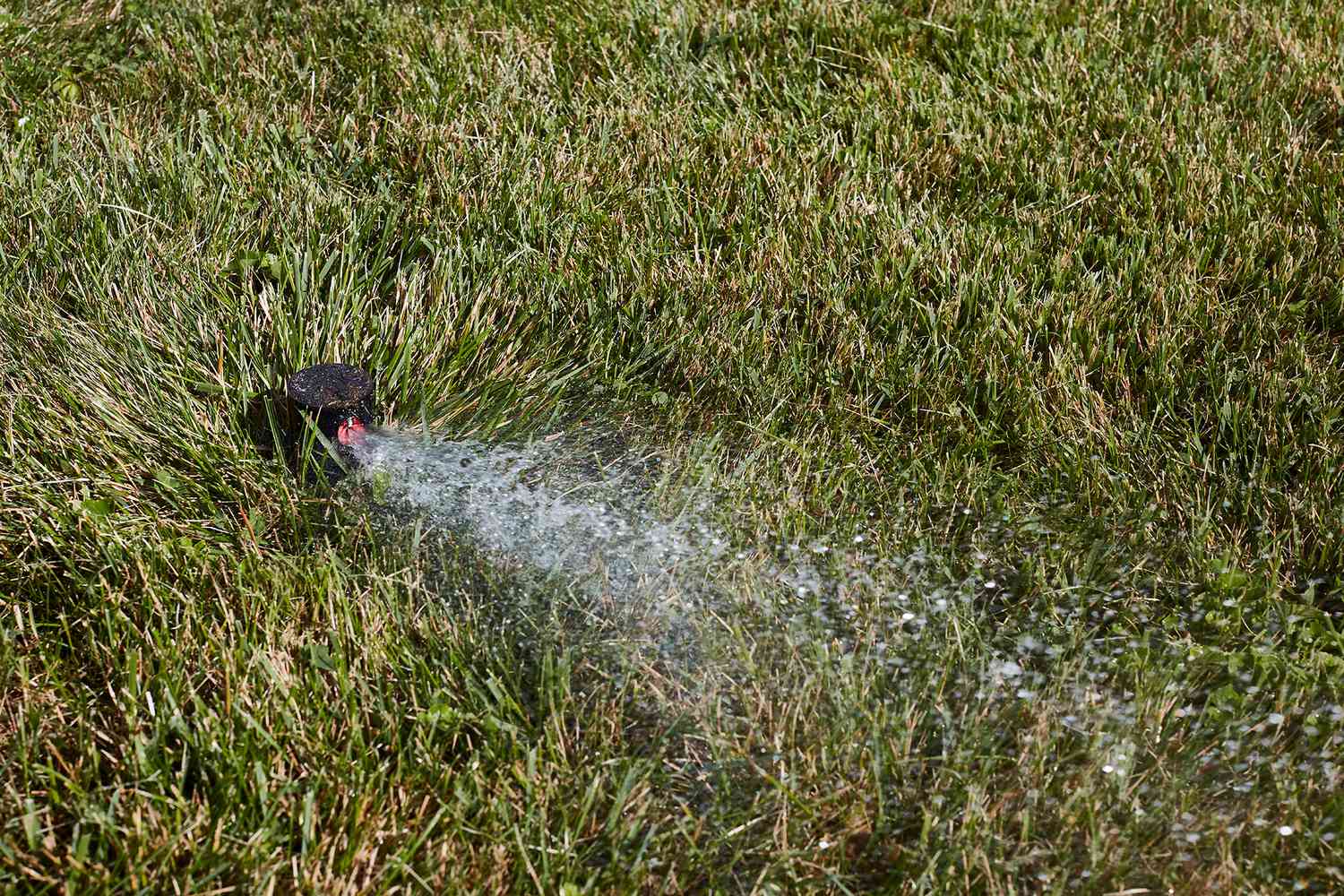 Rasensprenger sprüht Wasser auf Gras