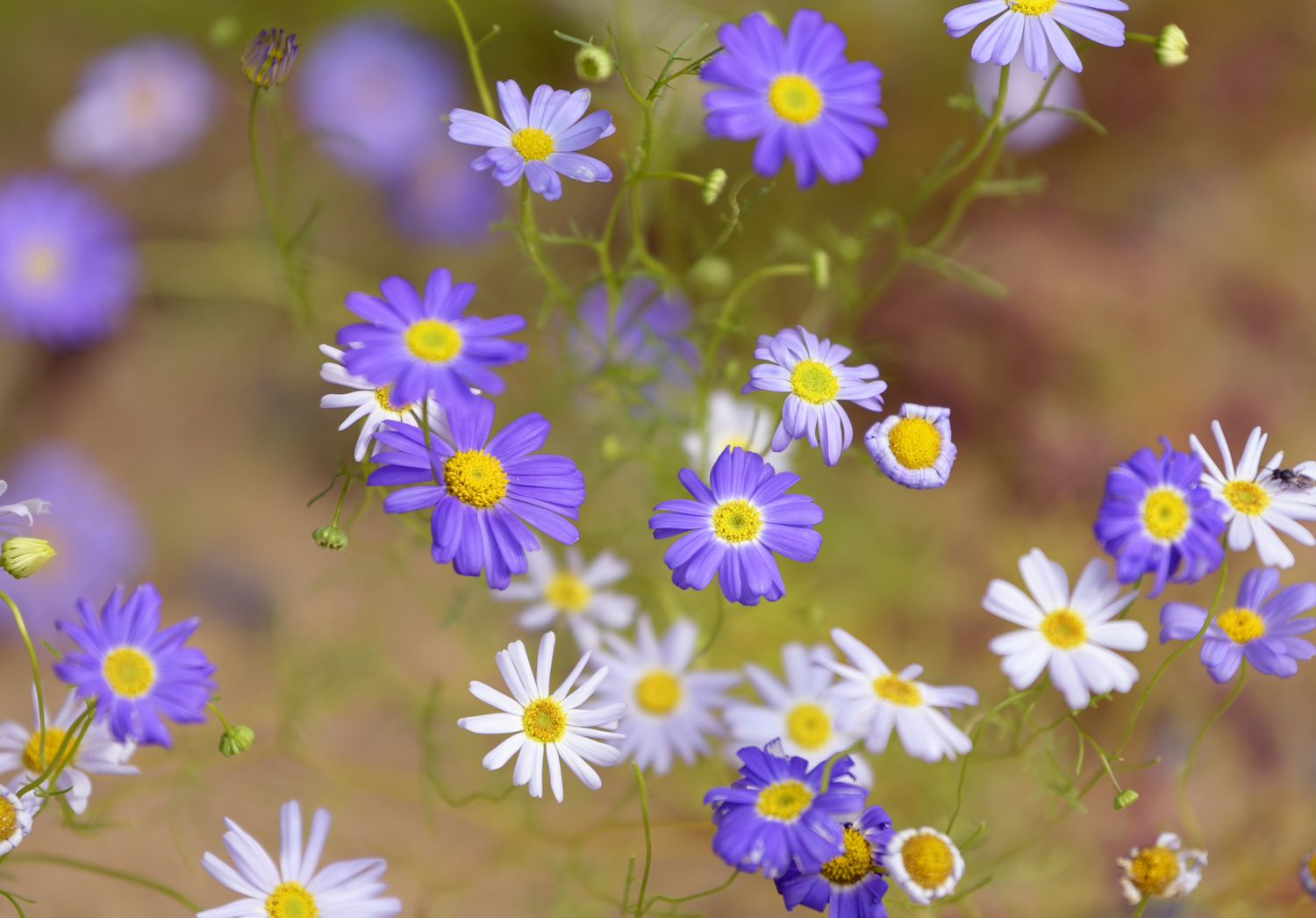 Schwanenblume mit kleinen violetten und weißen Blüten mit gelber Mitte auf dünnen Stielen
