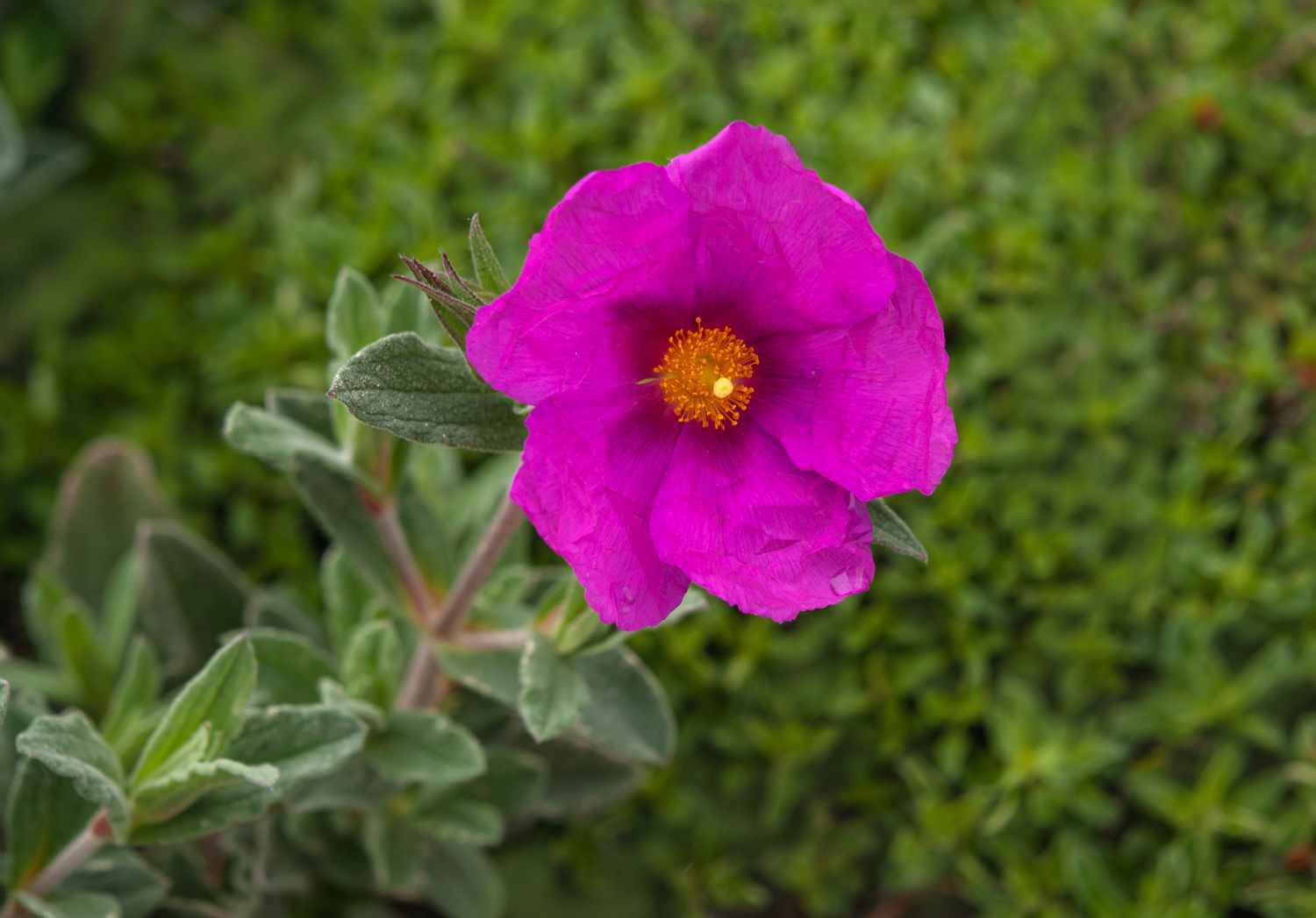 Rockrose shrub stem with bright pink flower with yellow centers
