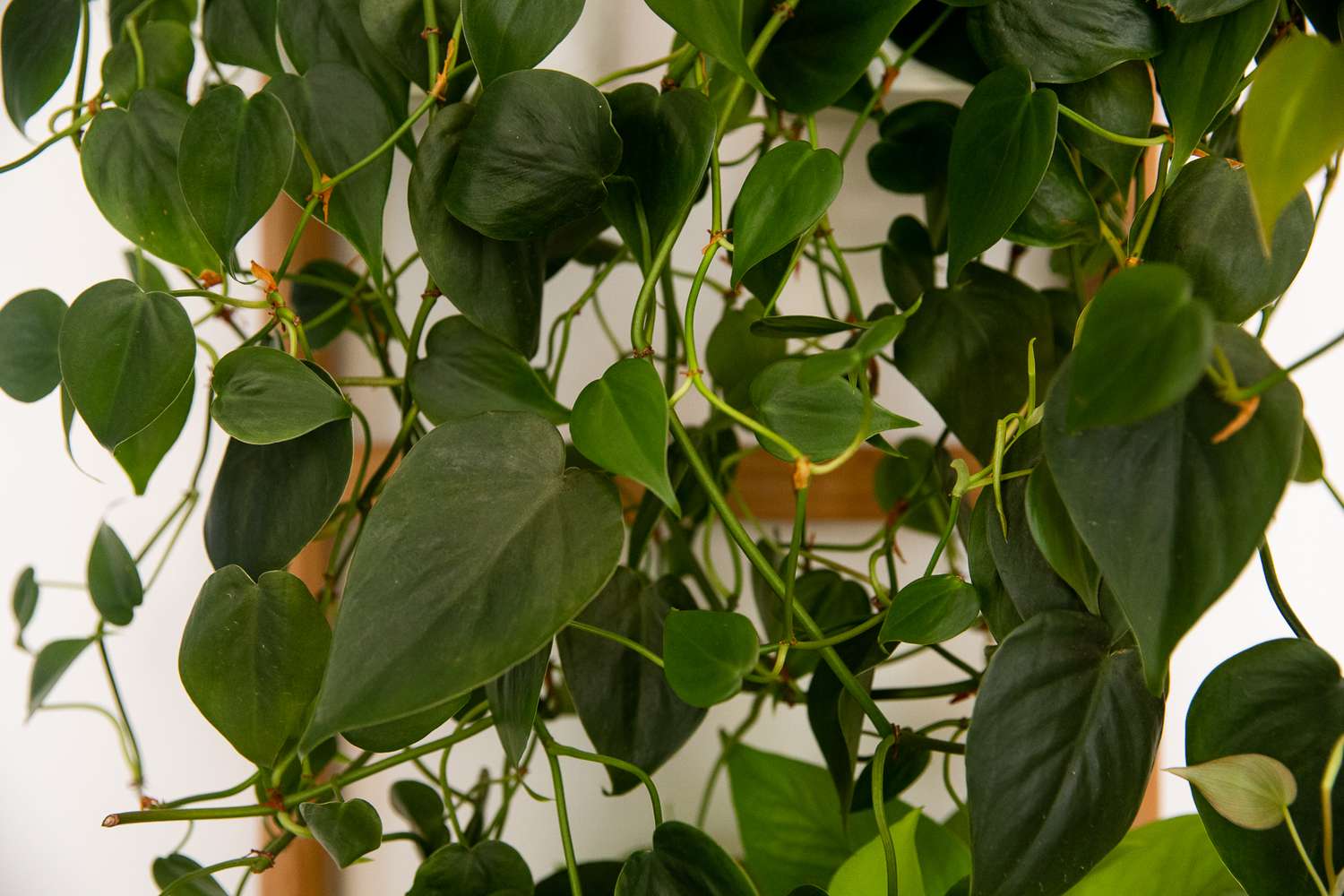 Planta de filodendro de hoja acorazonada de color verde oscuro que cuelga de tallos enredaderas