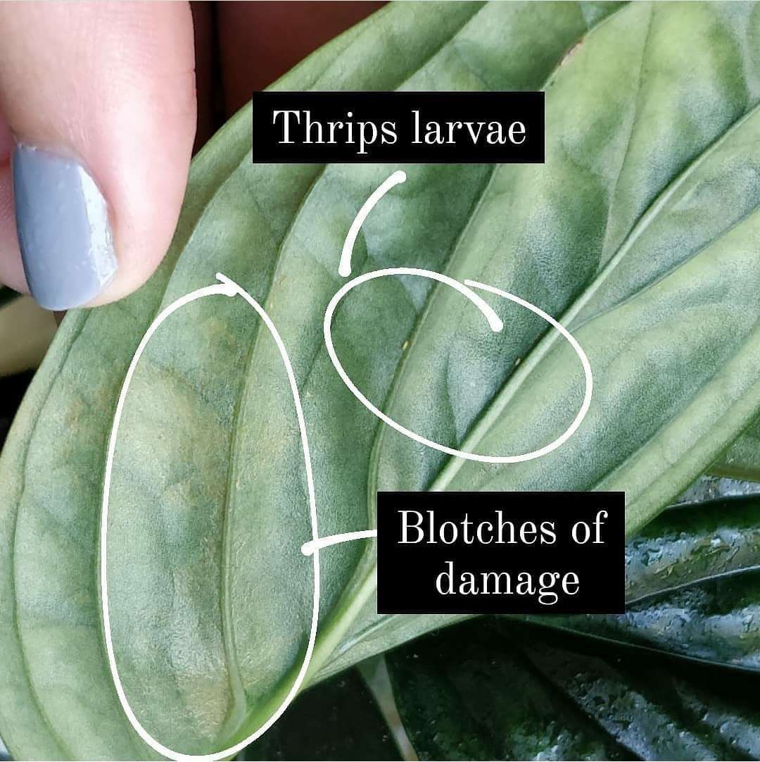 Thripslarven auf einem Pflanzenblatt