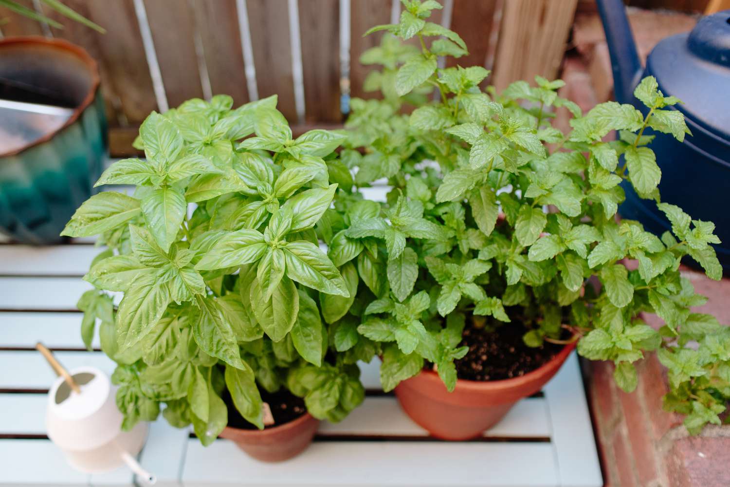 basilic et menthe en pots