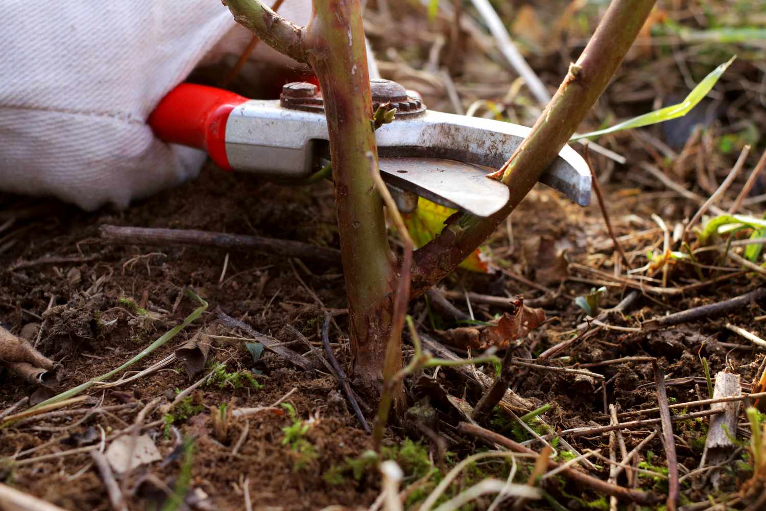 Brombeerseitenzweige mit der Gartenschere zurückschneiden