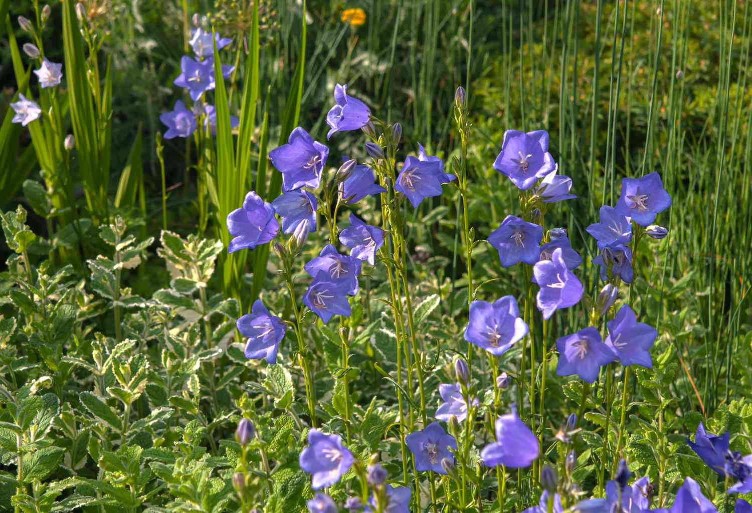  Pfirsichblättrige Glockenblumen mit hellvioletten Blütenblättern im Garten 