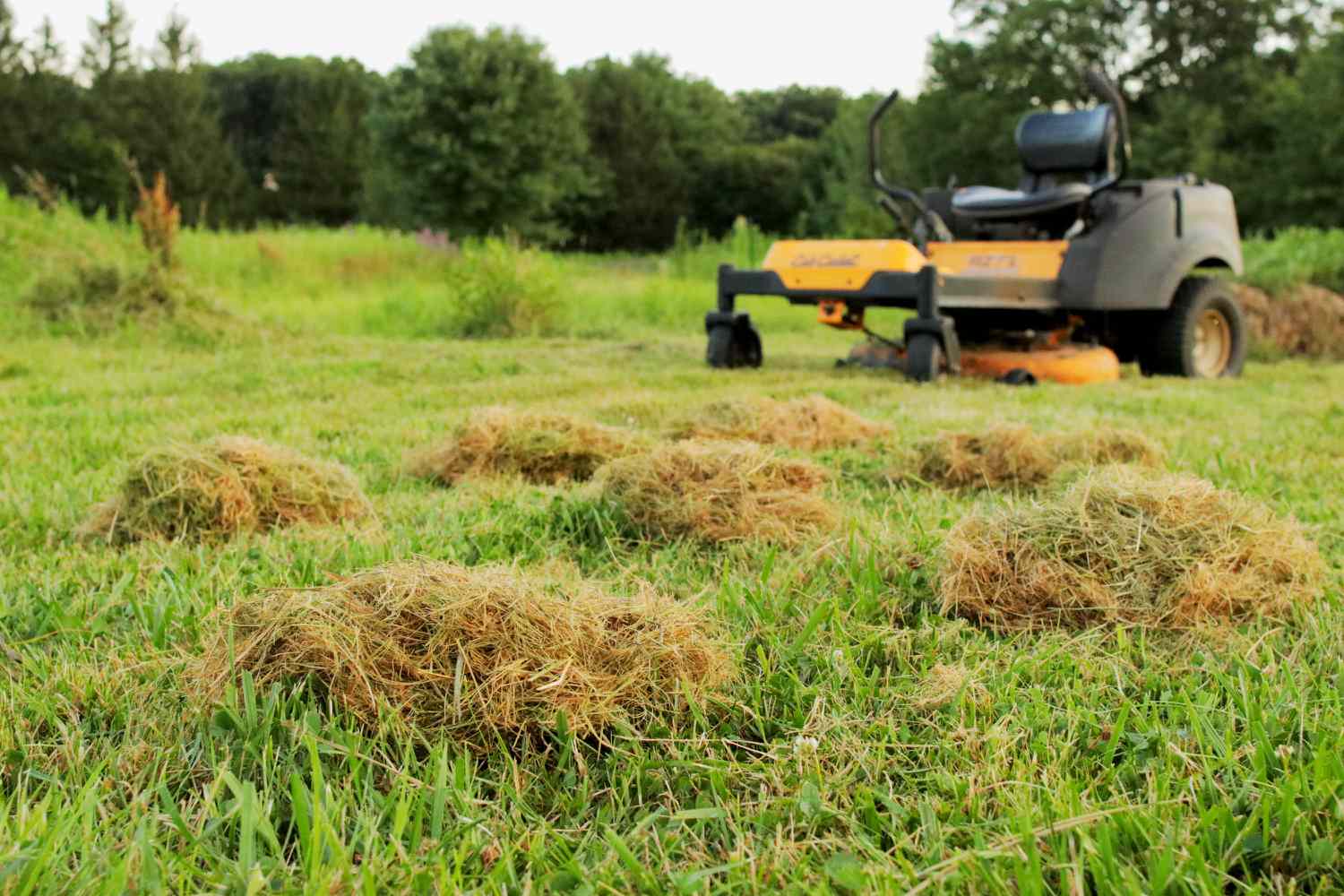 Dicas para remover torrões de grama do seu gramado