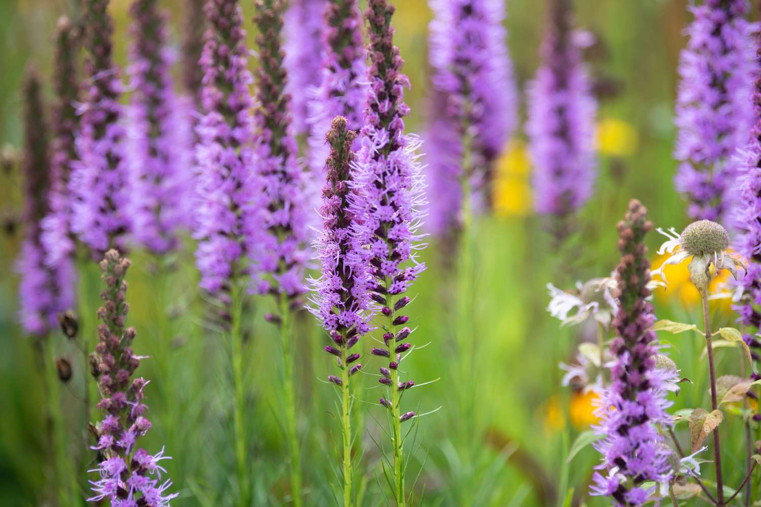 Liatris-Pflanze mit violetten Blütenähren an dünnen Stängeln