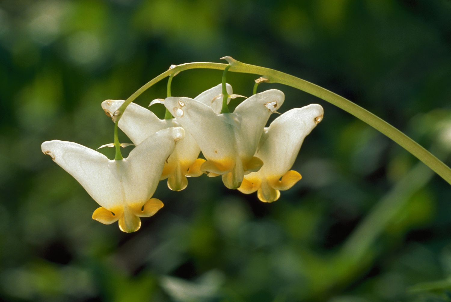 Holländische Reithose (Dicentra cucullaria)