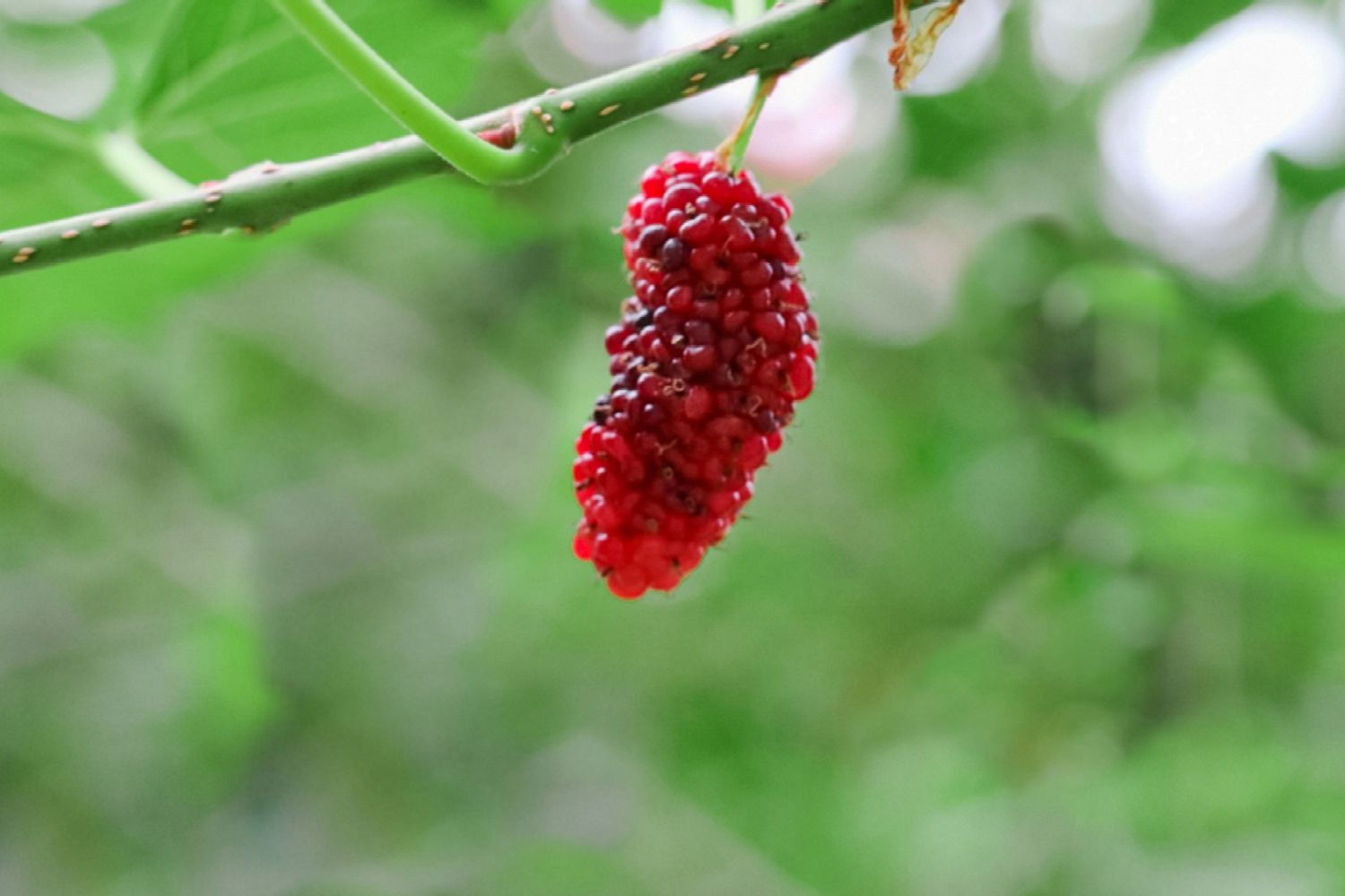 Rote Maulbeerfrucht am Zweig hängend, Nahaufnahme