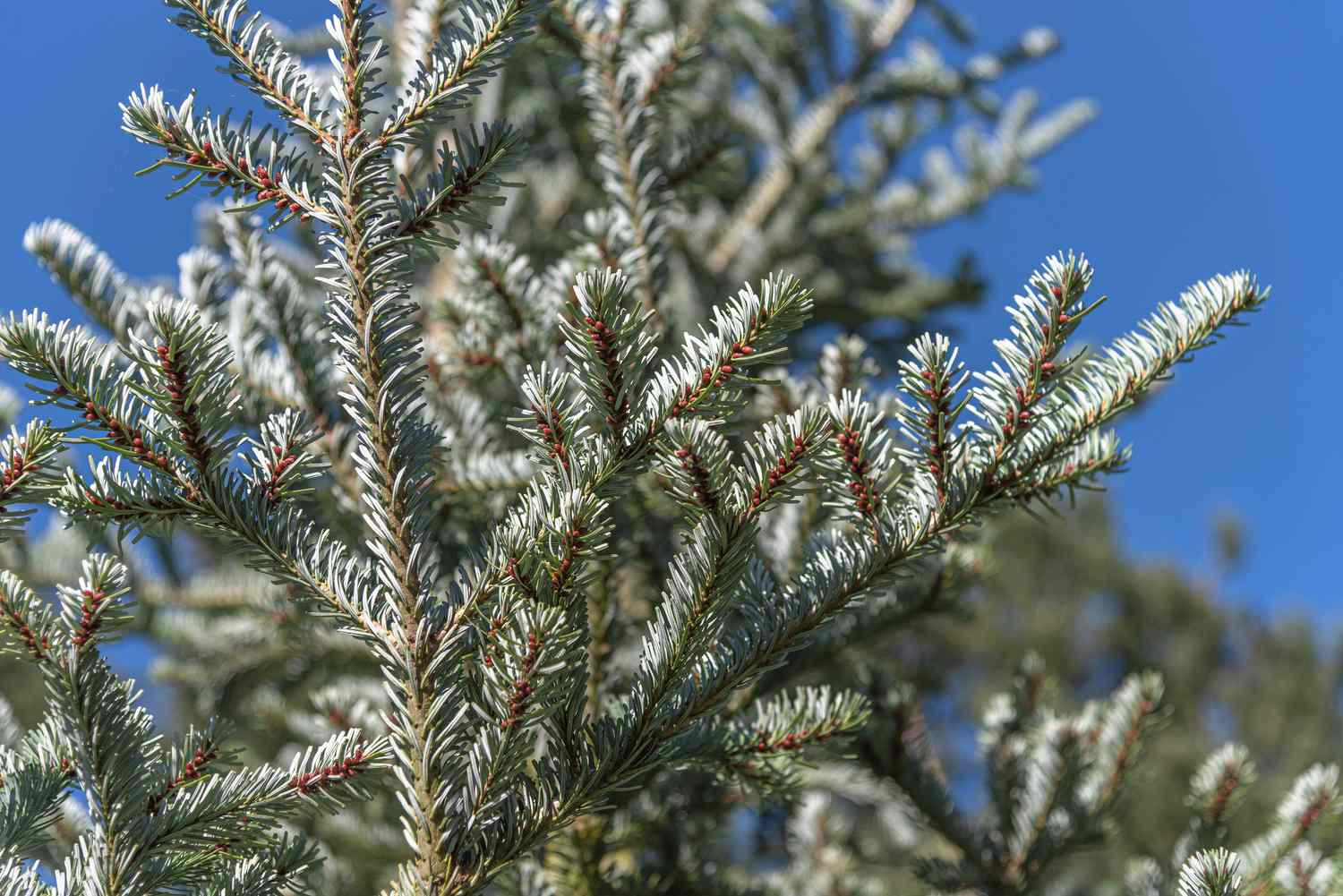 Balsam-Tannenzweige mit kurzen graugrünen Nadeln im Sonnenlicht in Nahaufnahme
