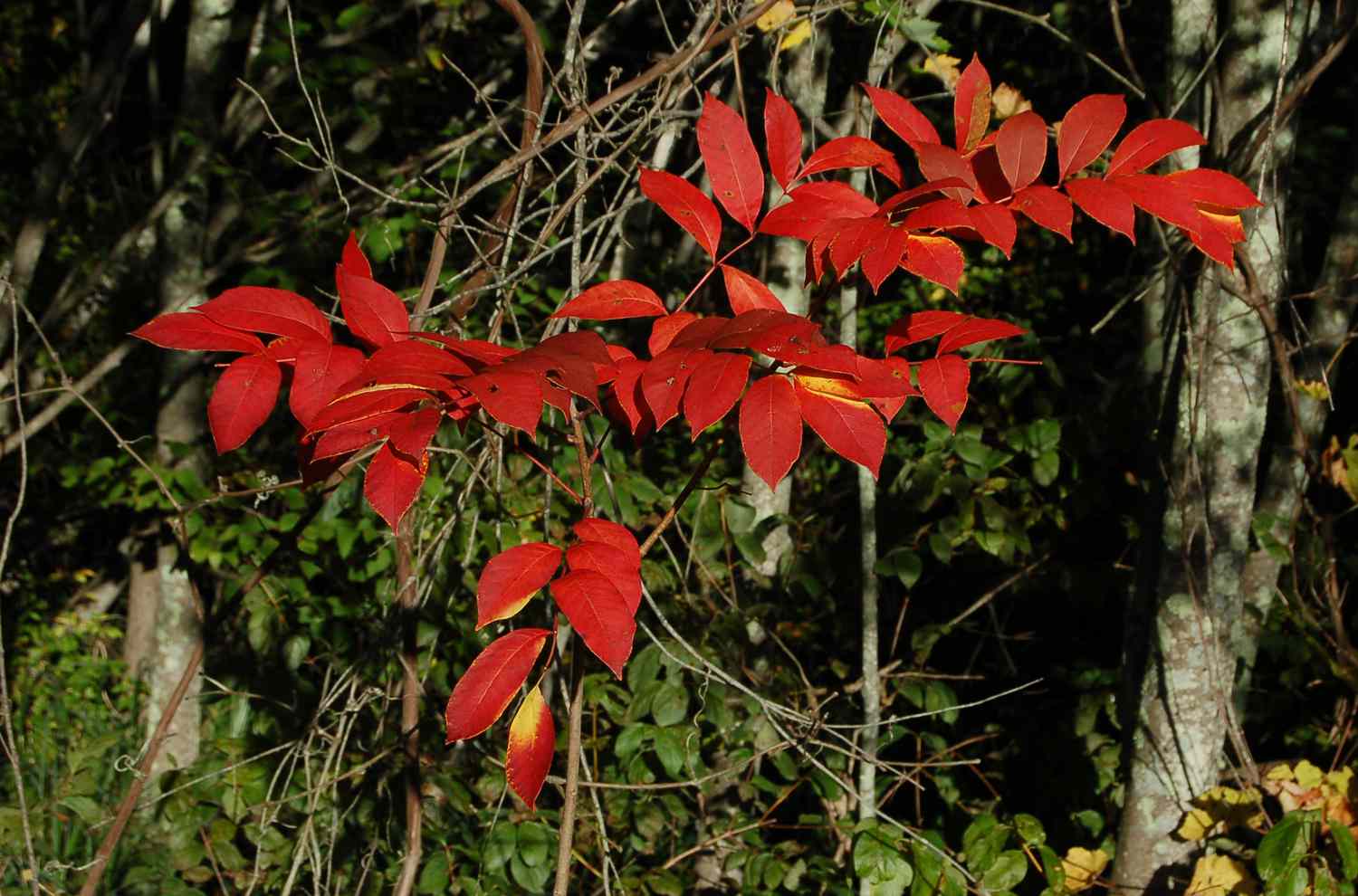 A folhagem de outono do sumagre venenoso em vermelho.