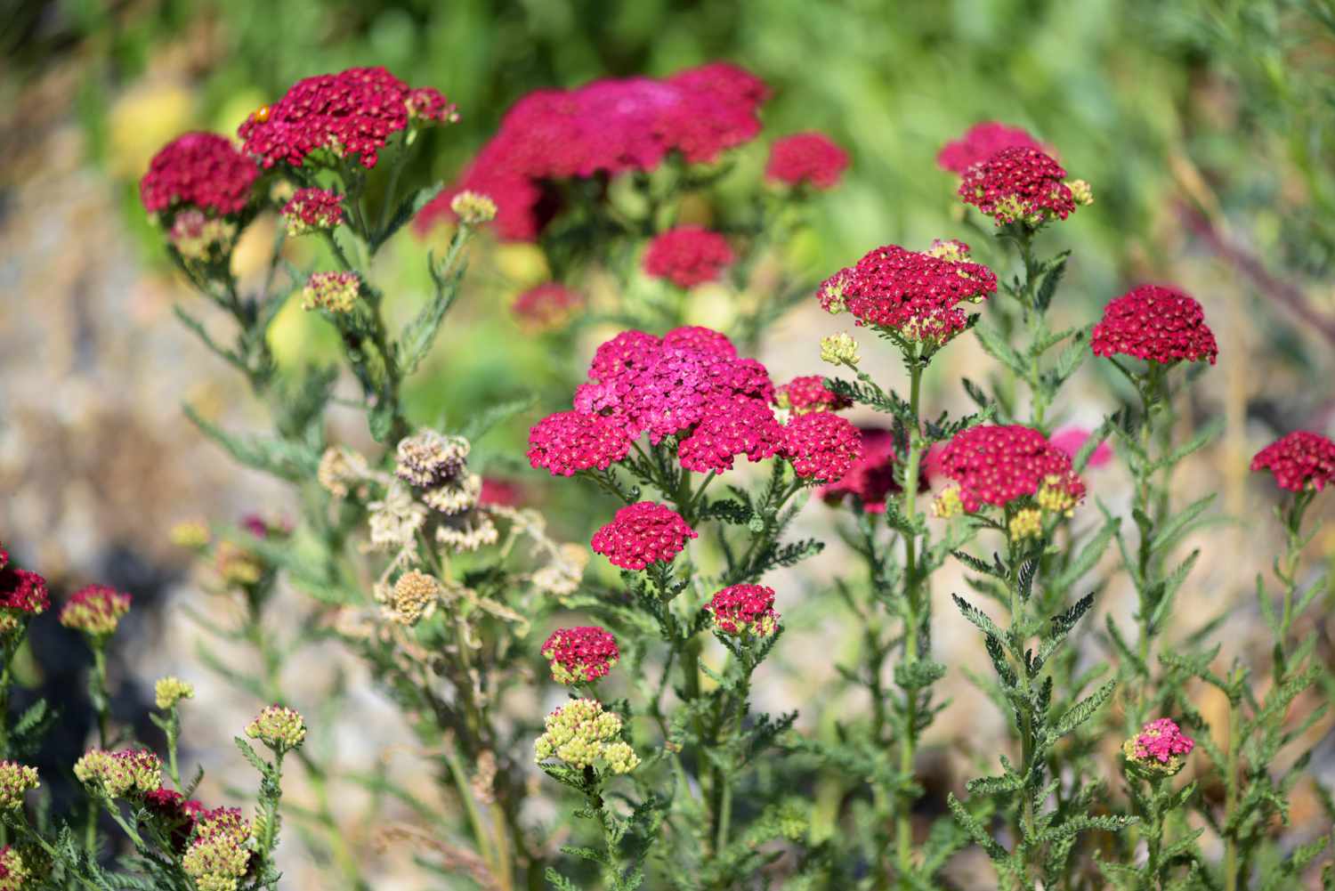 Planta Yarrow com cachos de flores em forma de guarda-chuva rosa profundo e botões em hastes altas
