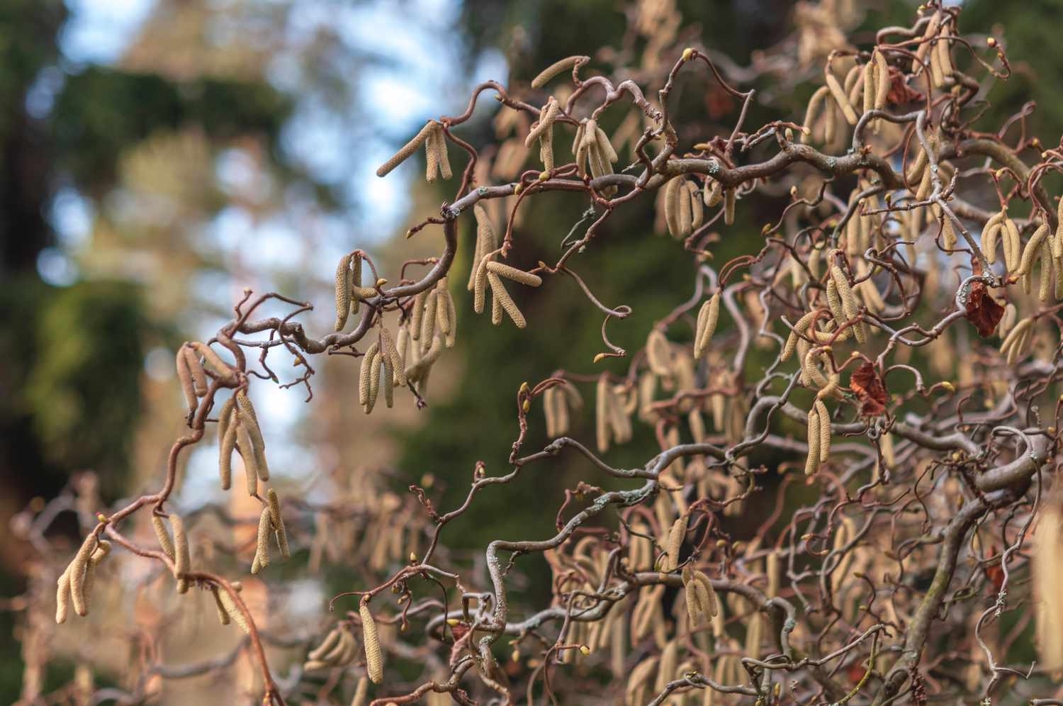 Harry lauder's walking stick shrub with twisted stems