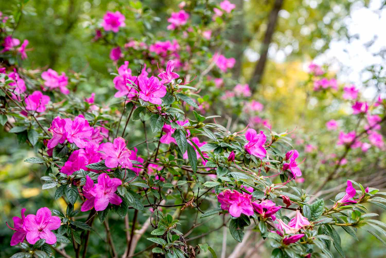 azalea shrub