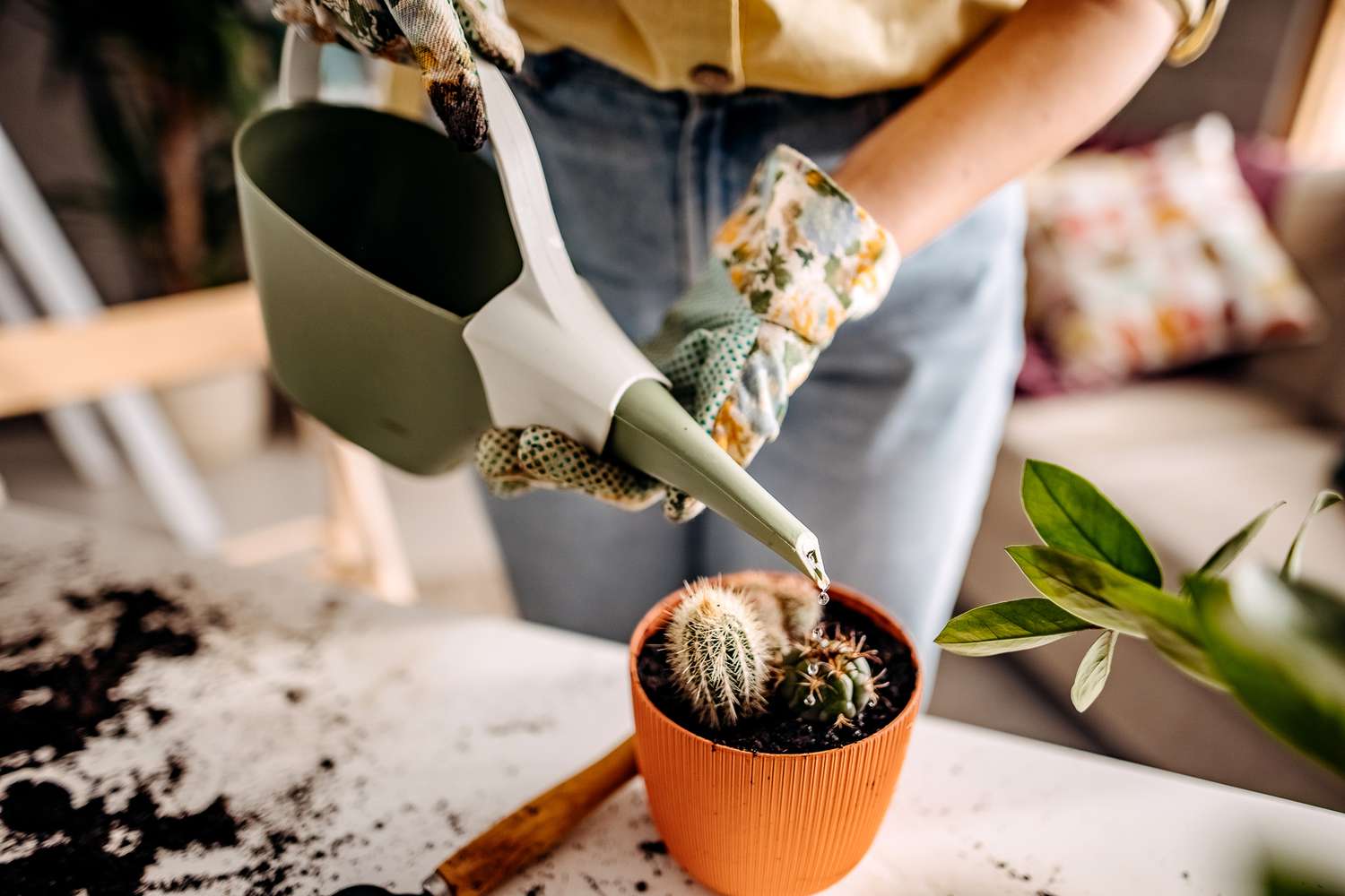 Quelle est la fréquence d’arrosage des plantes succulentes ?