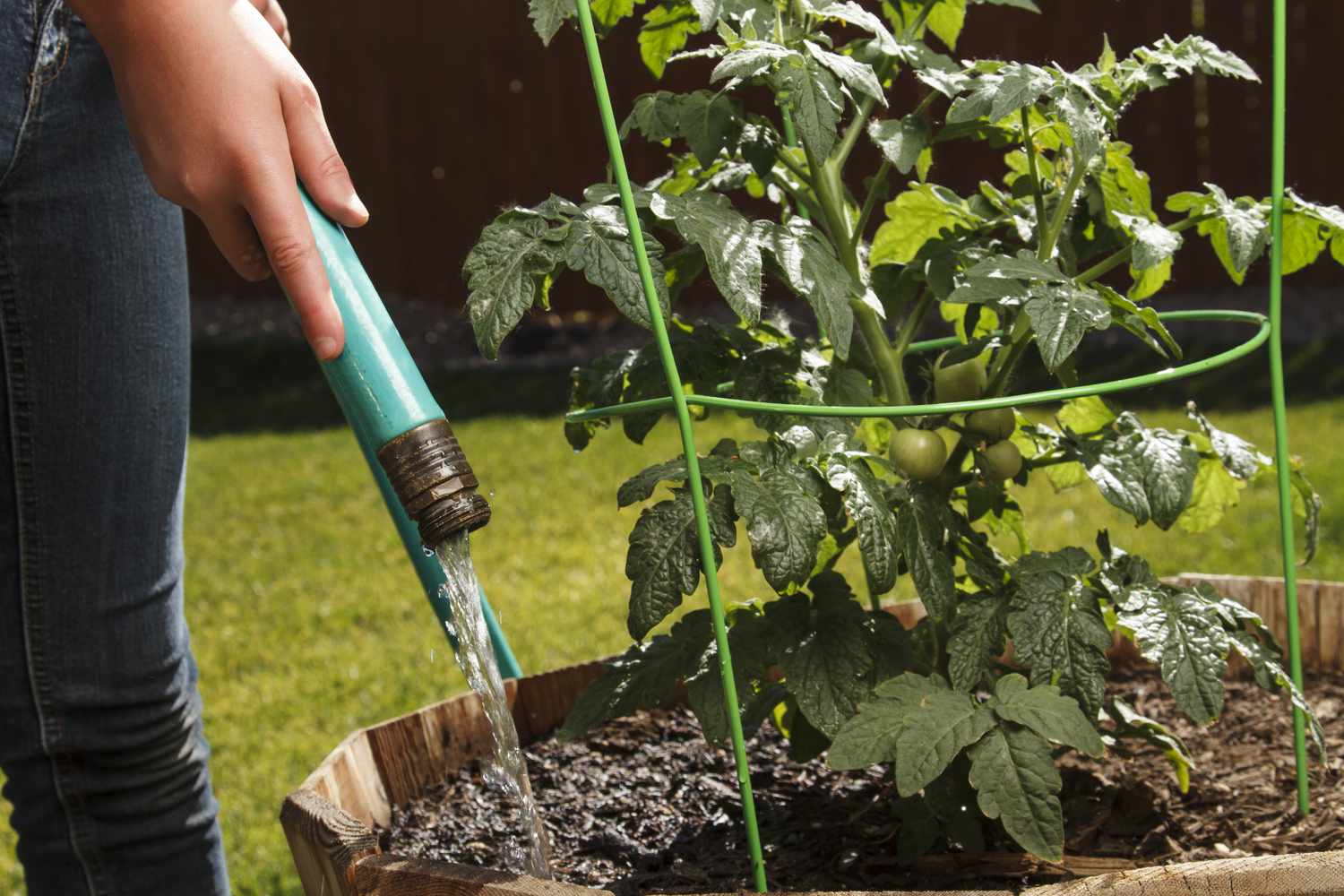 Cómo regar las plantas: 20 consejos esenciales